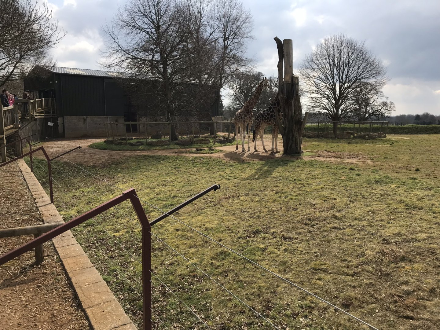 Giraffe exhibit 250318