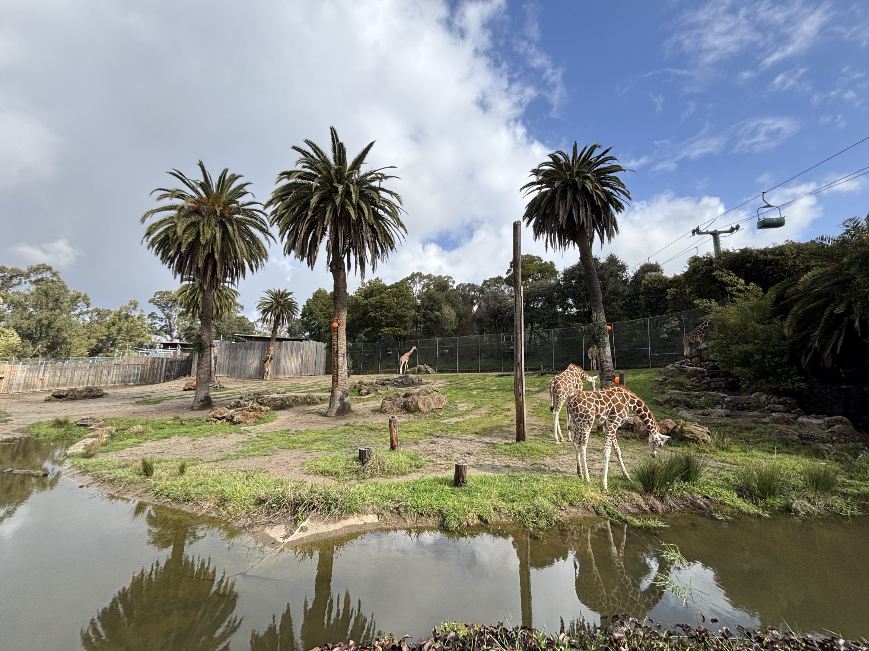 Giraffe Exhibit - 6 giraffes