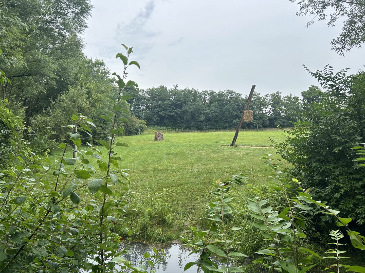 Giraffe Exhibit - African Journey