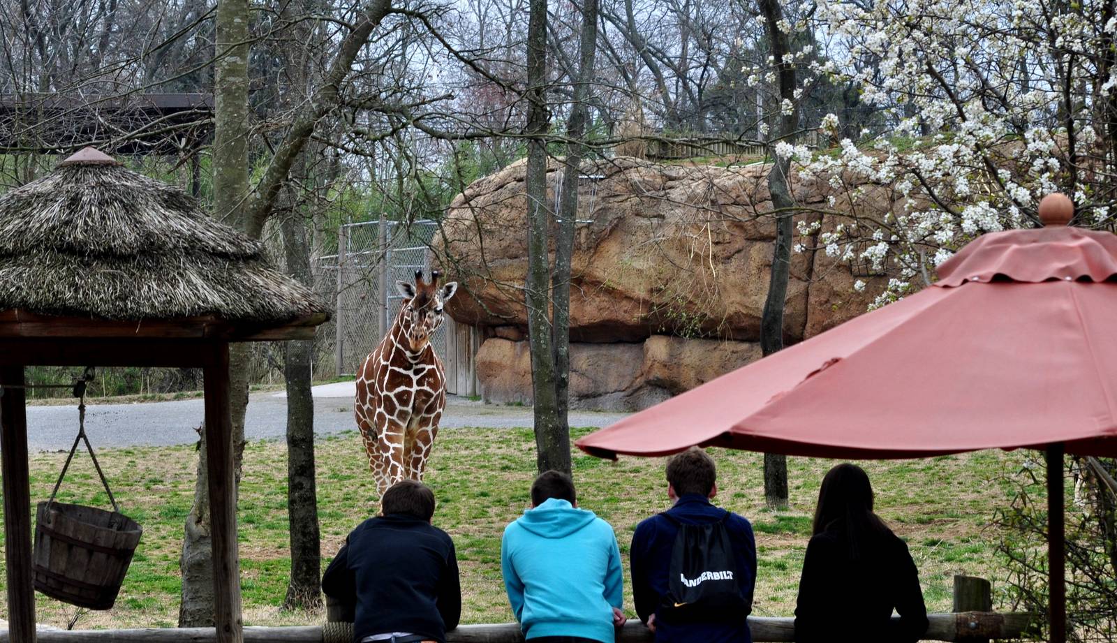 Giraffe Exhibit and Guests.