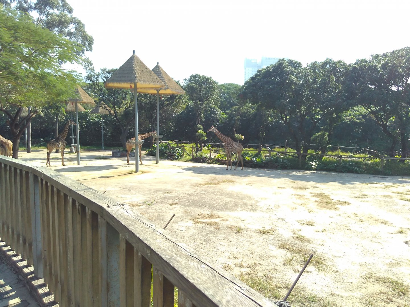 Giraffe exhibit and marabou stork exhibit(in the back)