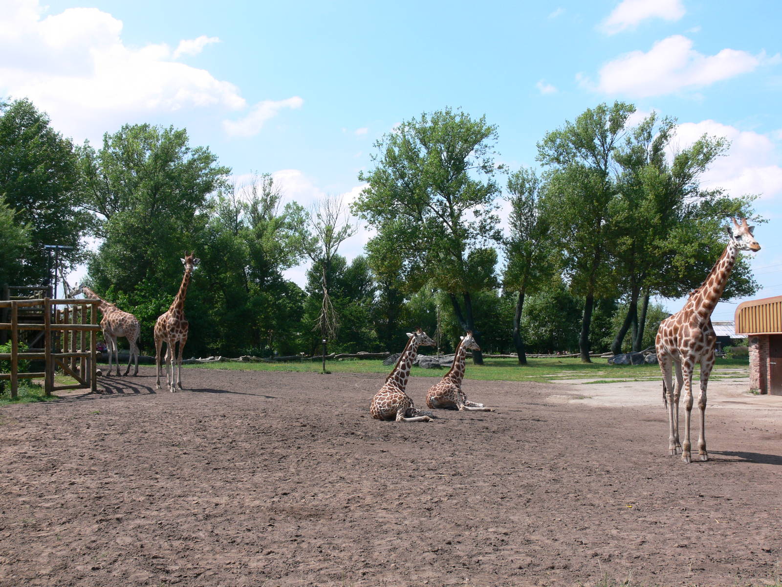 Giraffe exhibit at Chester, 23/07/14