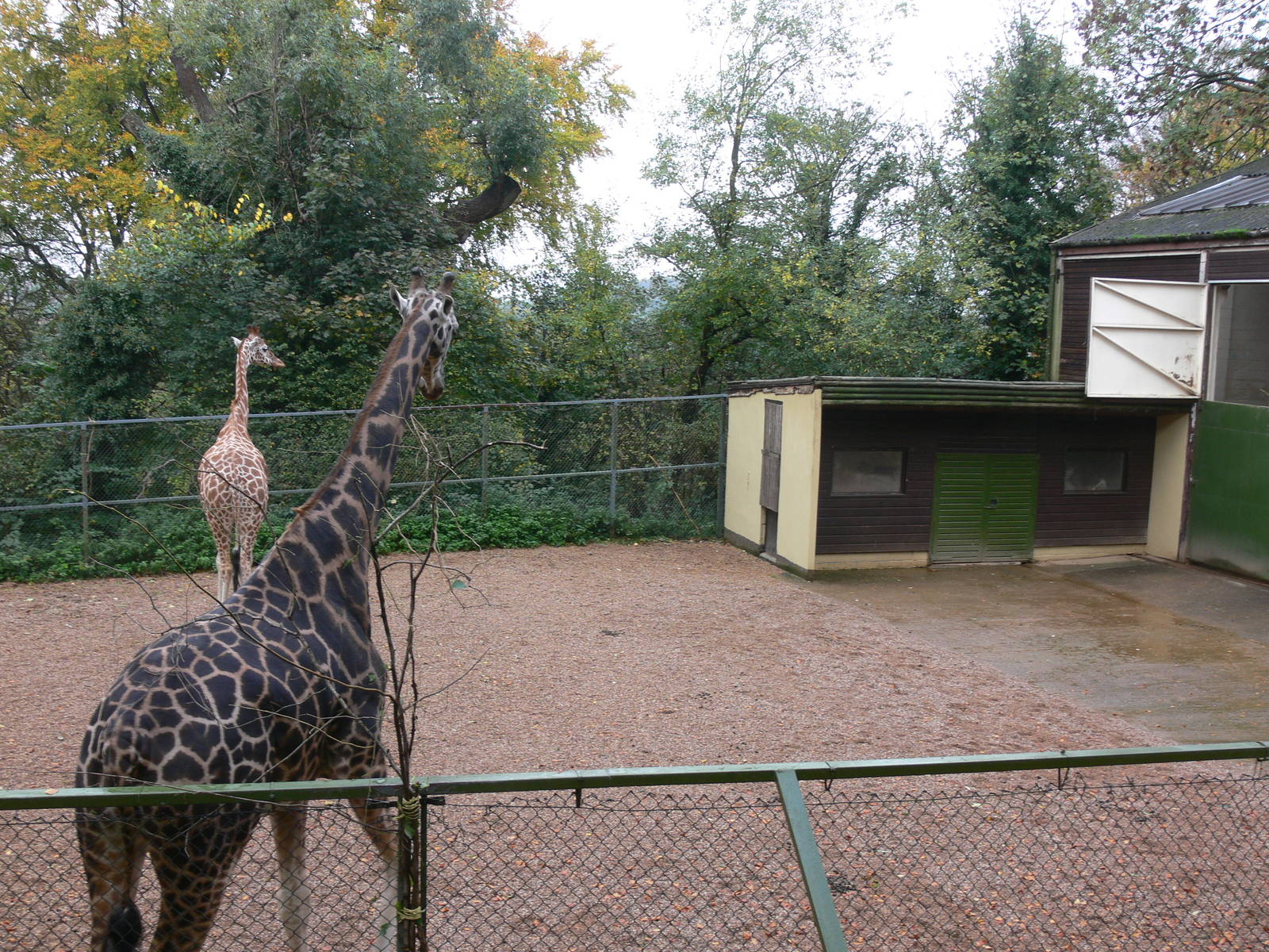 Giraffe exhibit at Dudley, 02/11/13