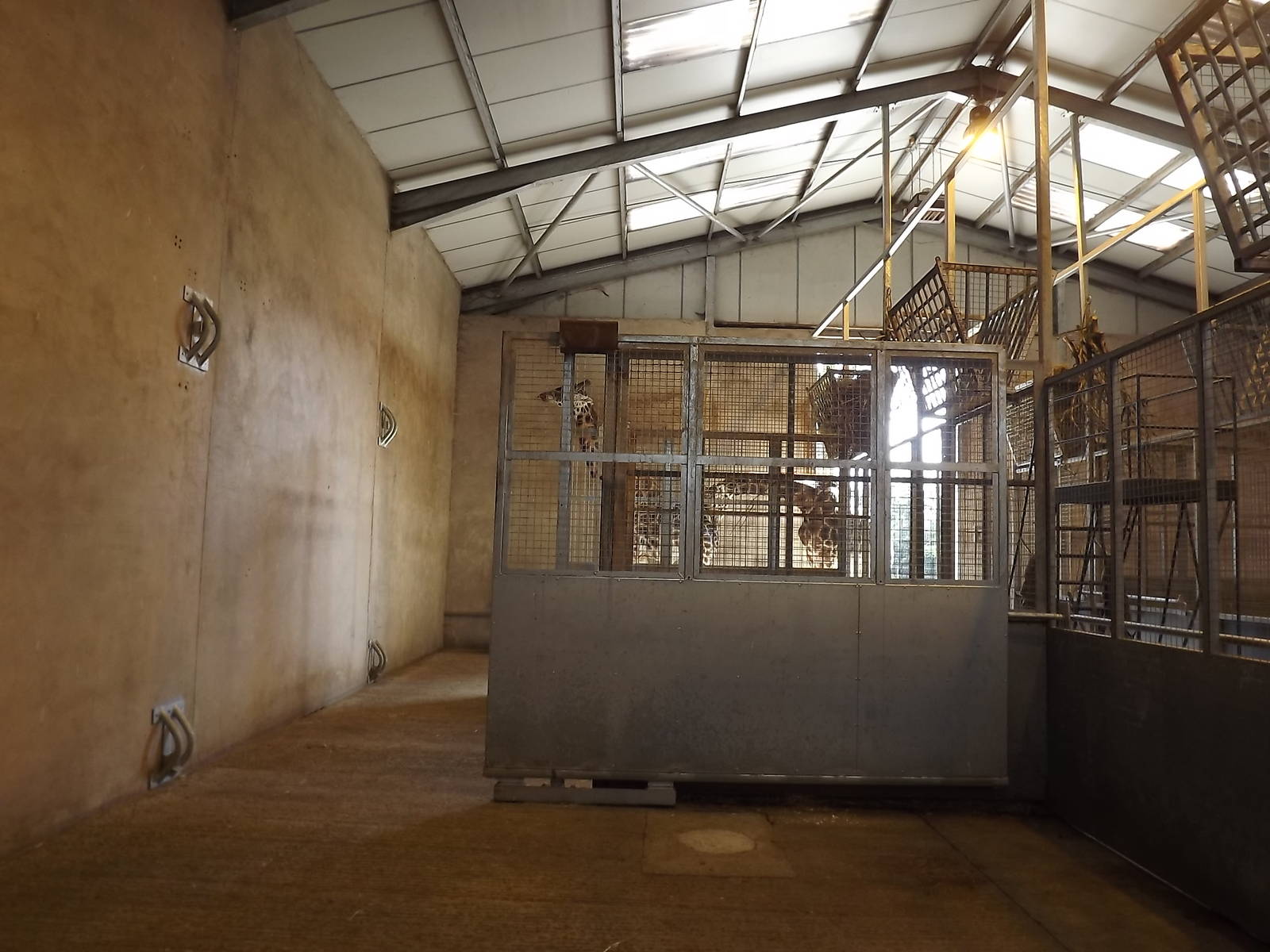 Giraffe exhibit at Knowsley Safari Park 08/09/12