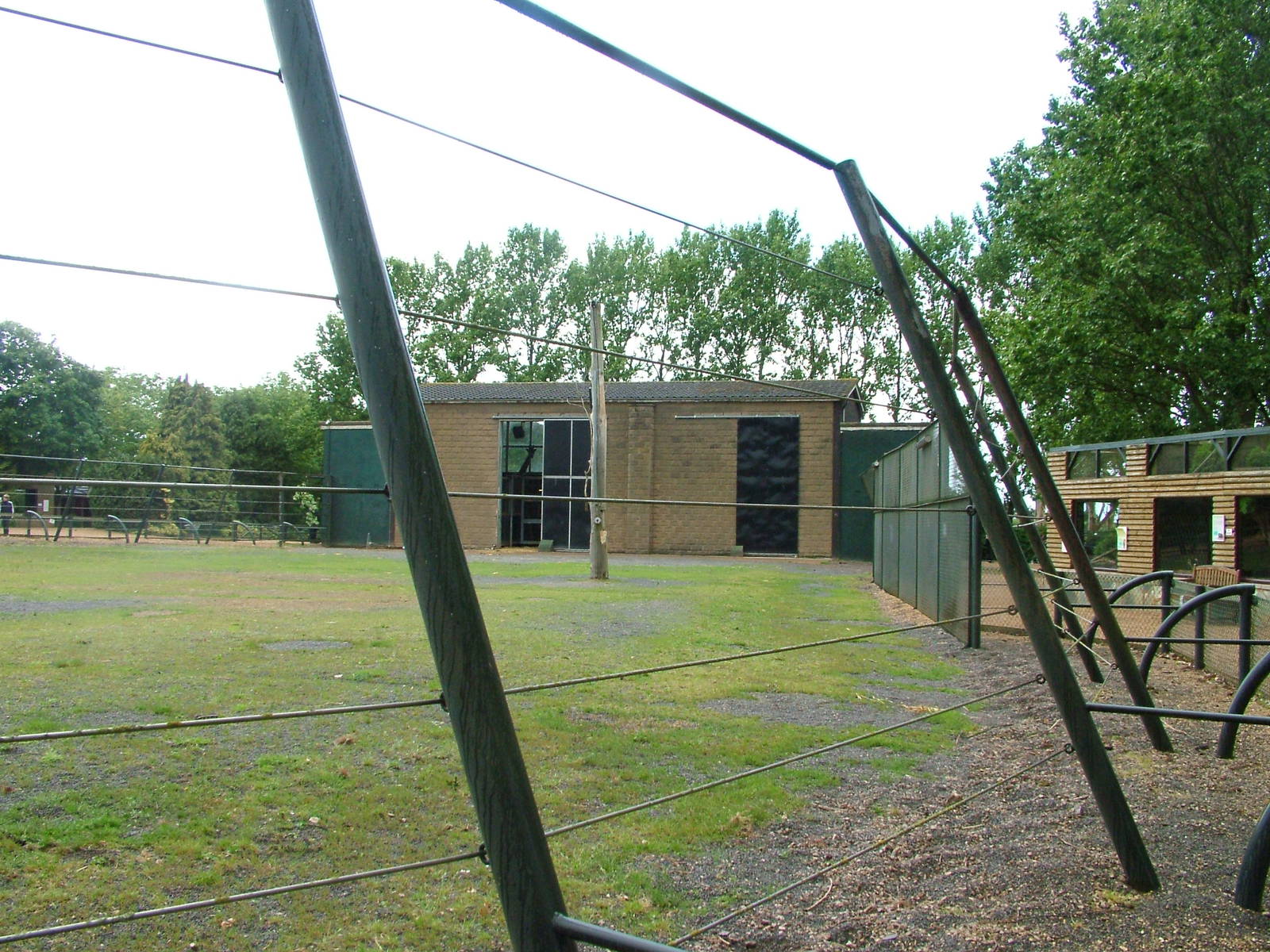 Giraffe Exhibit at Twycross, 18/06/11