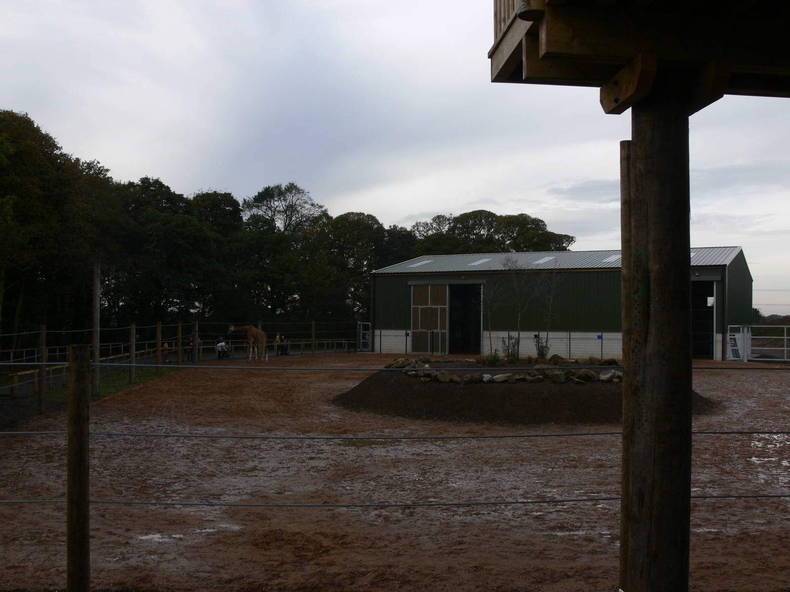 Giraffe exhibit at Yorkshire WP 01/11/12