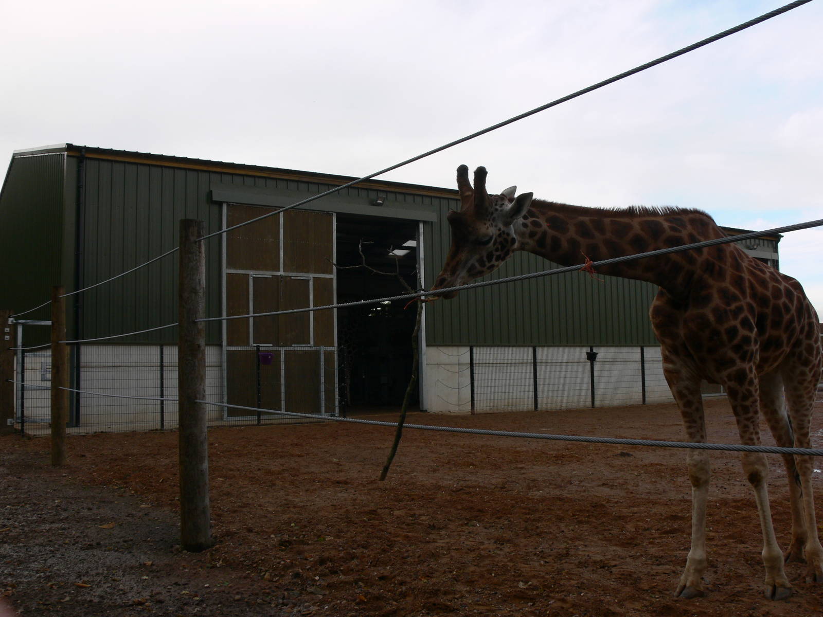 Giraffe exhibit at Yorkshire WP 01/11/12