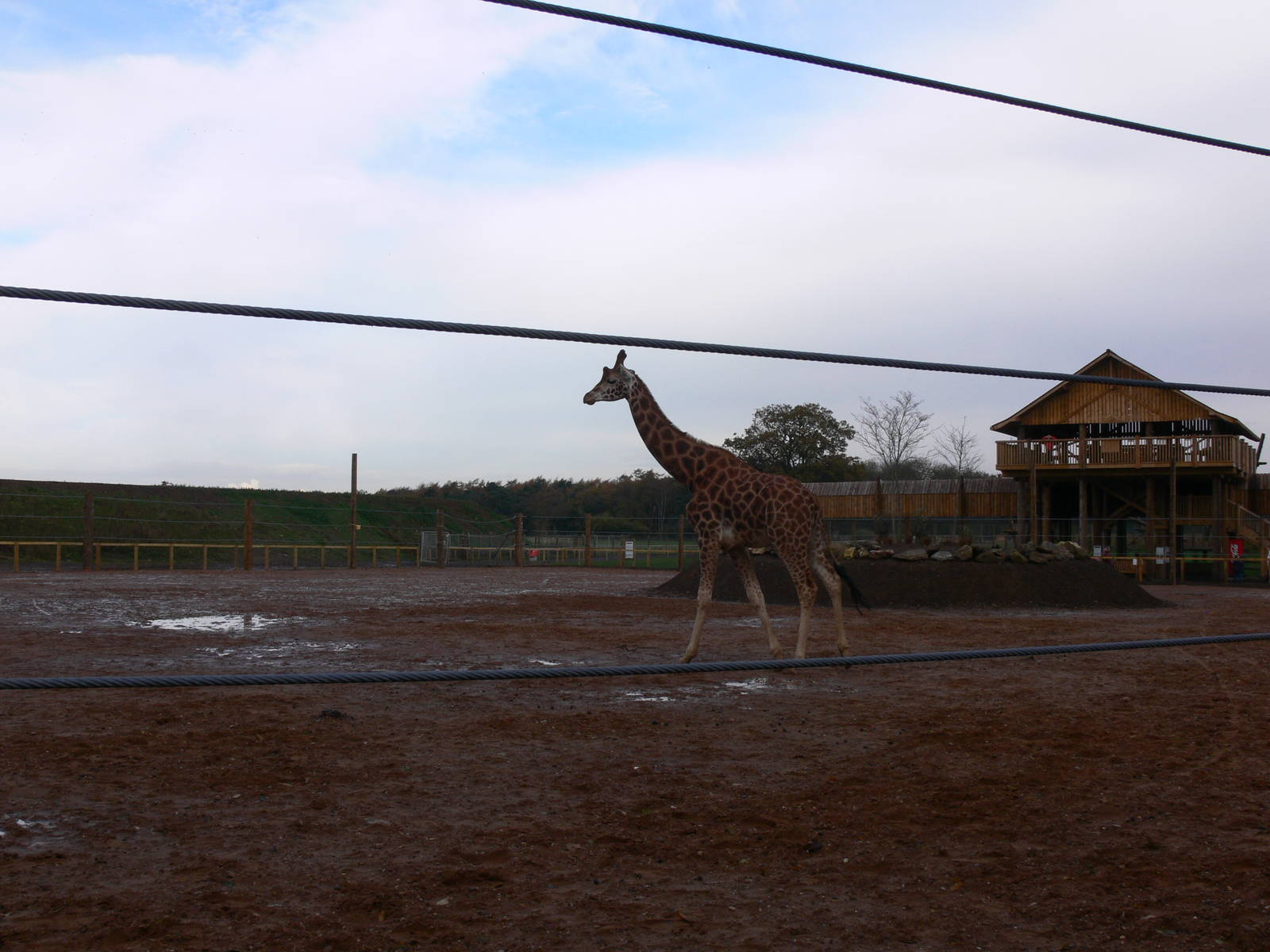 Giraffe exhibit at Yorkshire WP 01/11/12