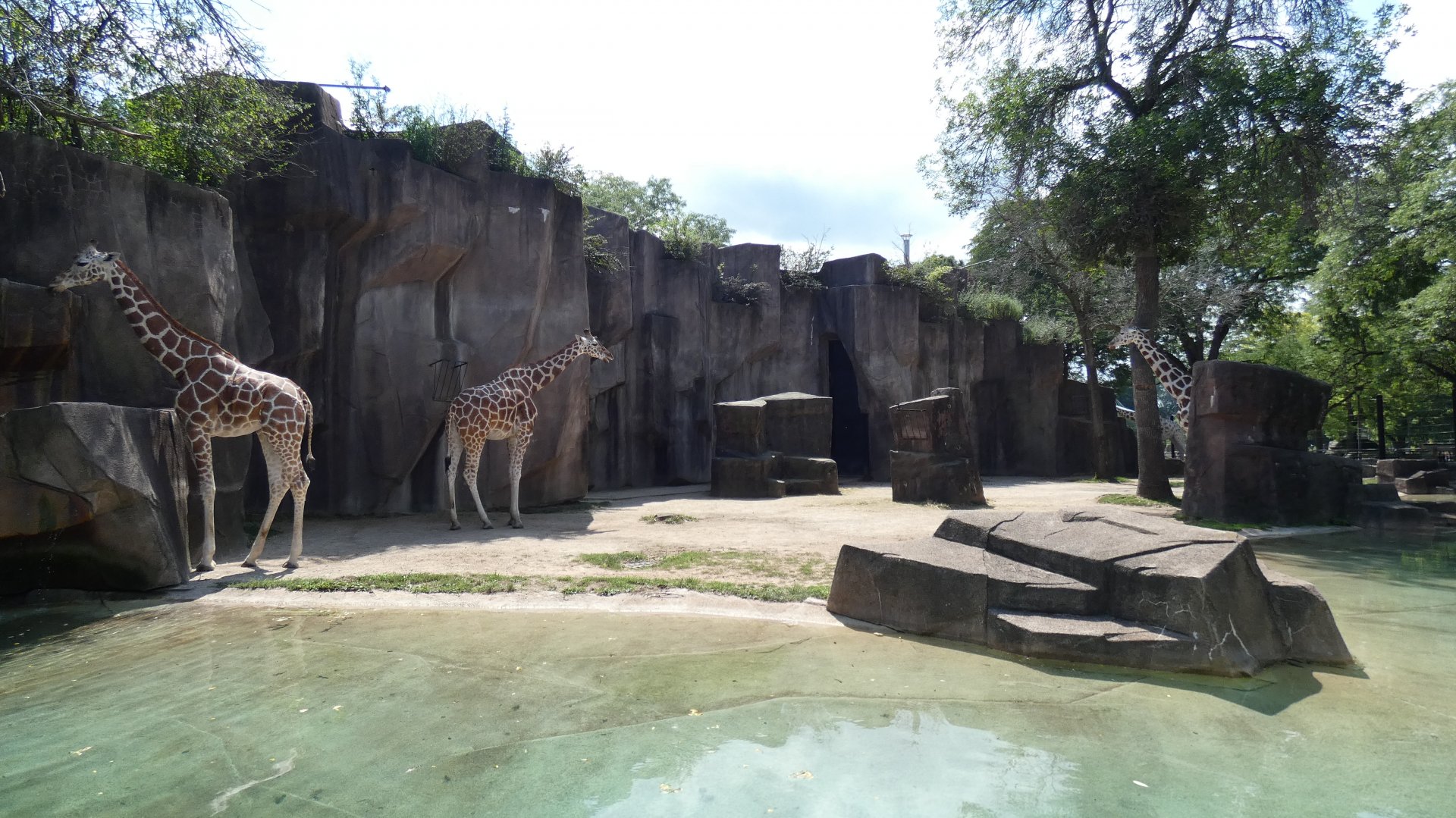 Giraffe Exhibit - Aug. 2021