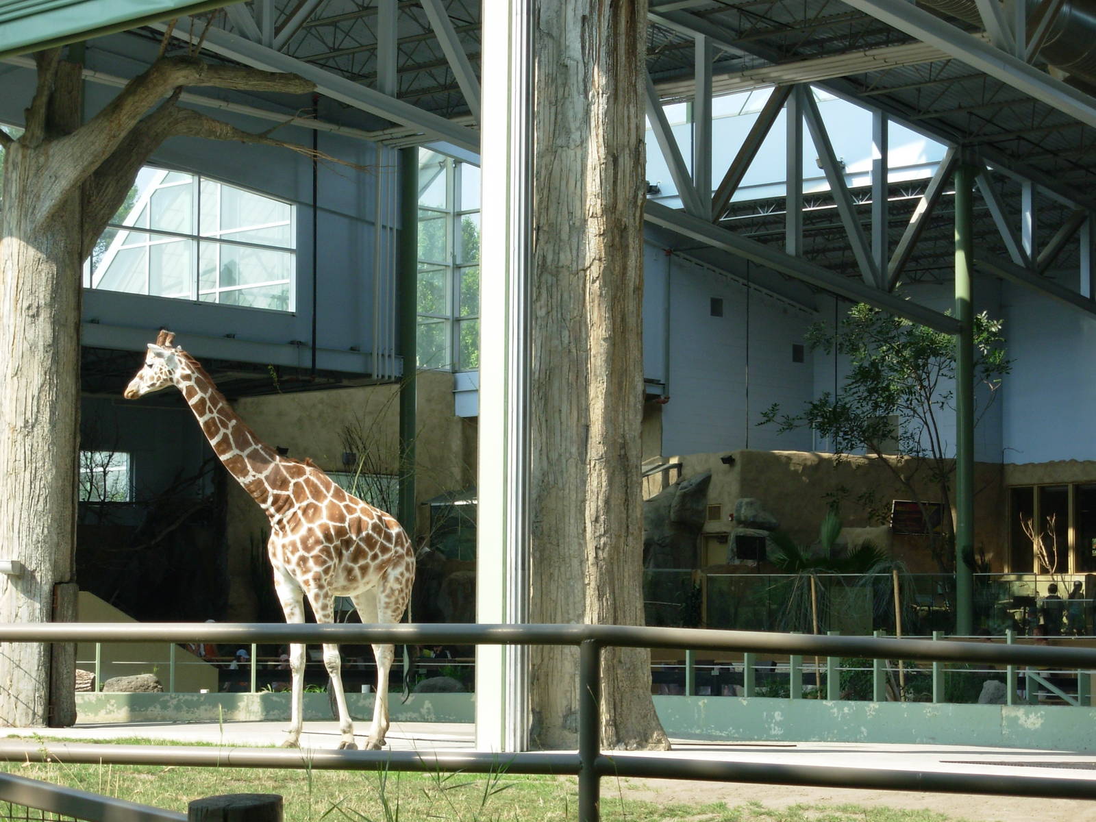 Giraffe Exhibit - Calgary Zoo