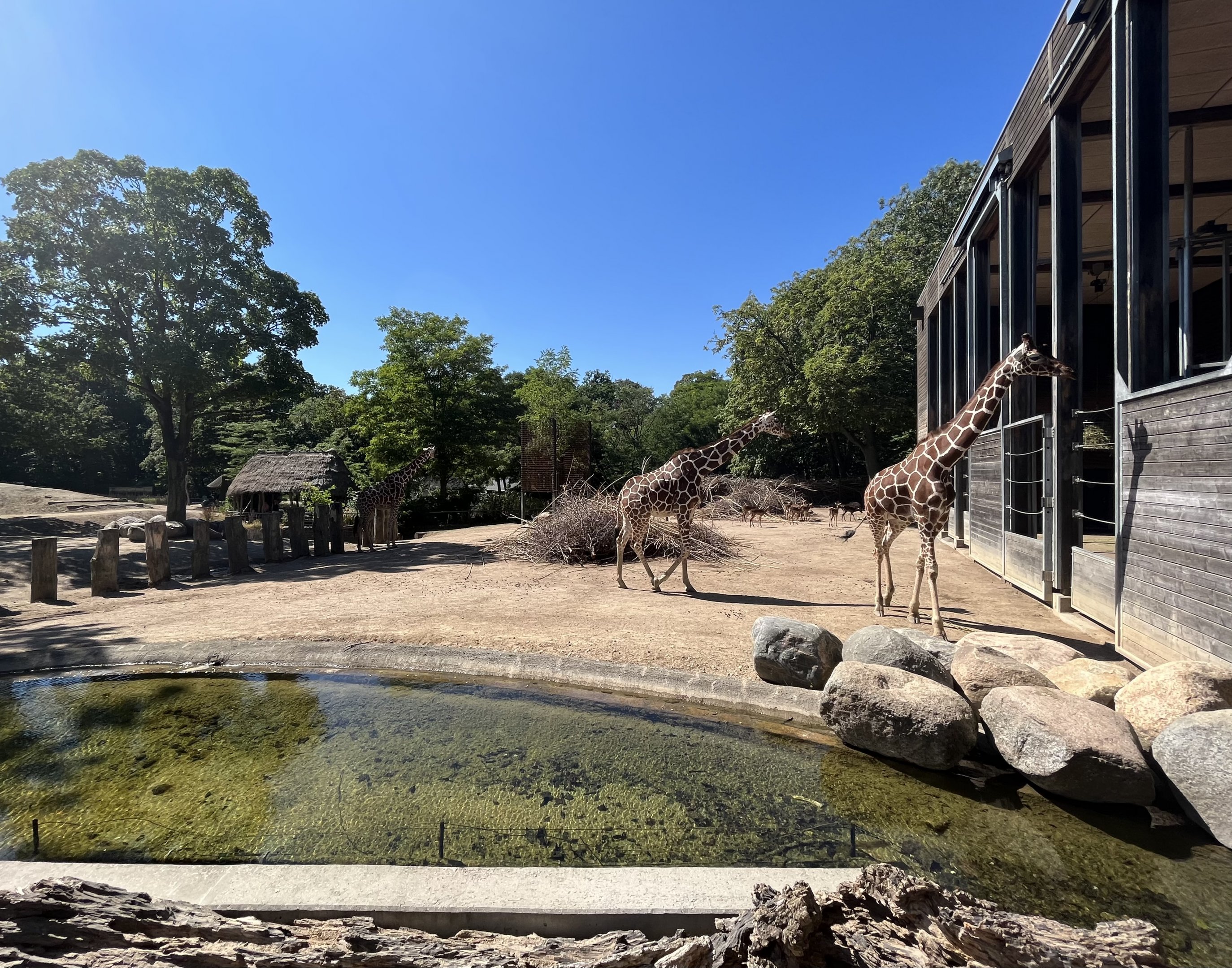 Giraffe Exhibit - dust bowl