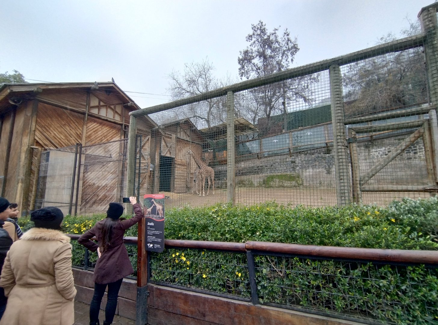 Giraffe exhibit I - Santiago Zoo (Zoologico nacional)