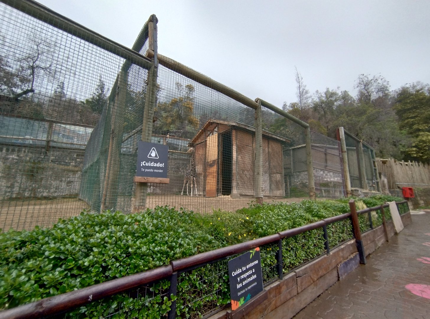 Giraffe exhibit II - Santiago Zoo (Zoologico nacional)