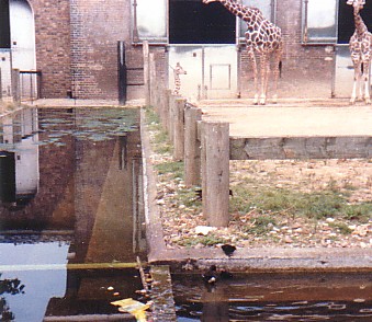 Giraffe exhibit @ London zoo 1987