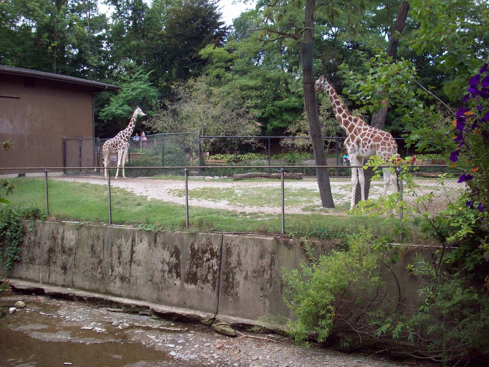 Giraffe Exhibit seen from the Bridge
