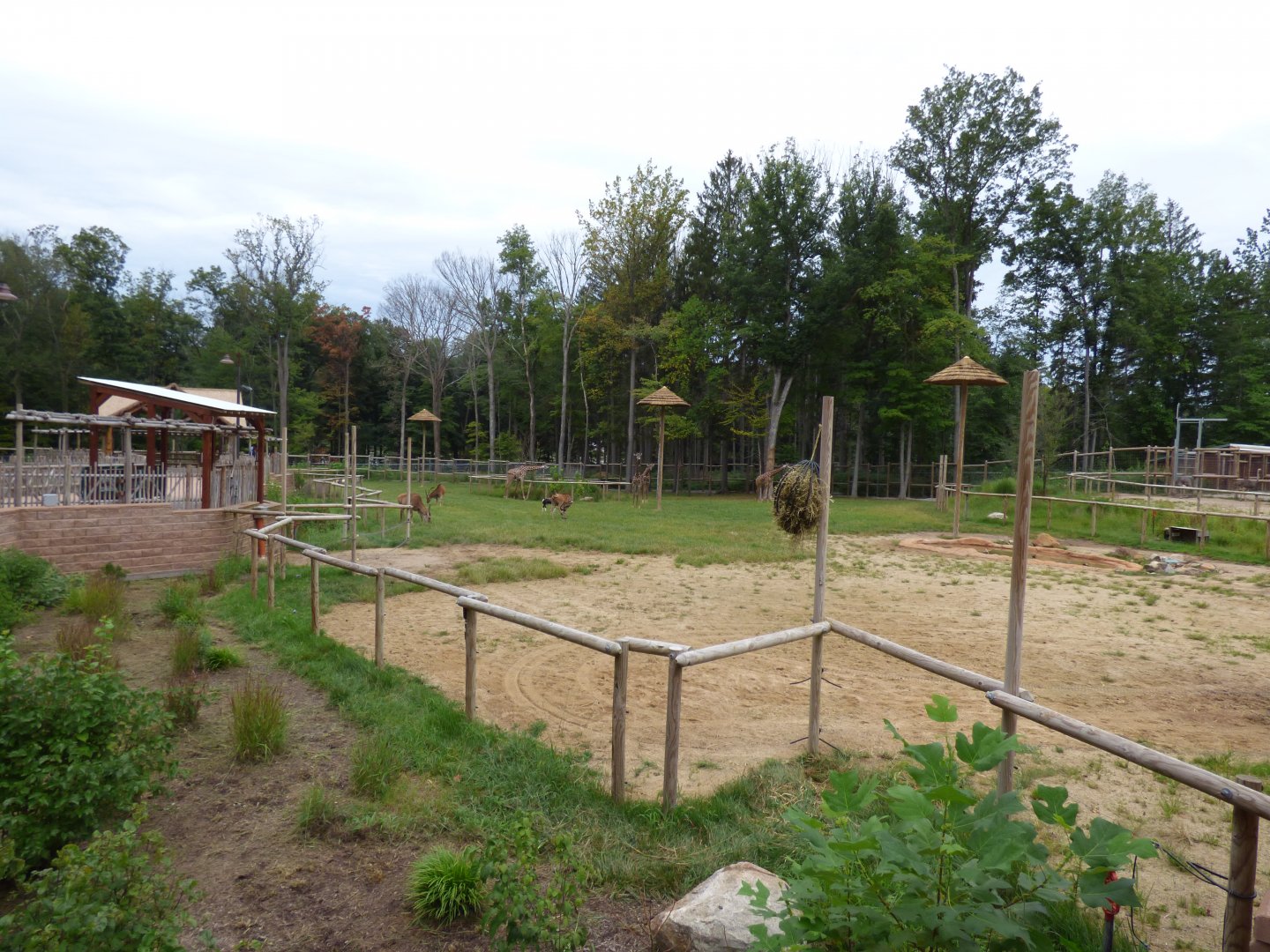 Giraffe Exhibit - Sept. 2018