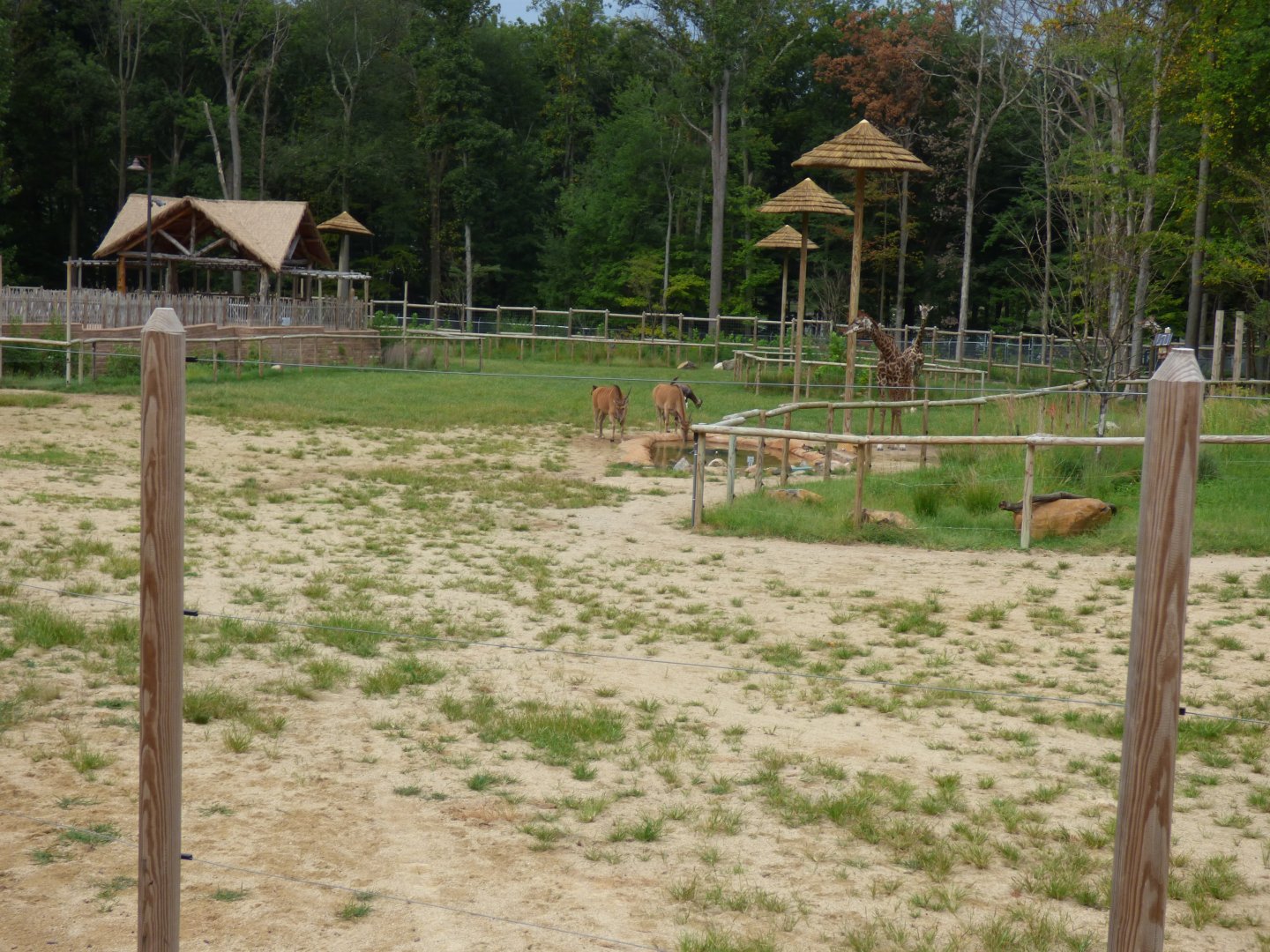 Giraffe Exhibit - Sept. 2018
