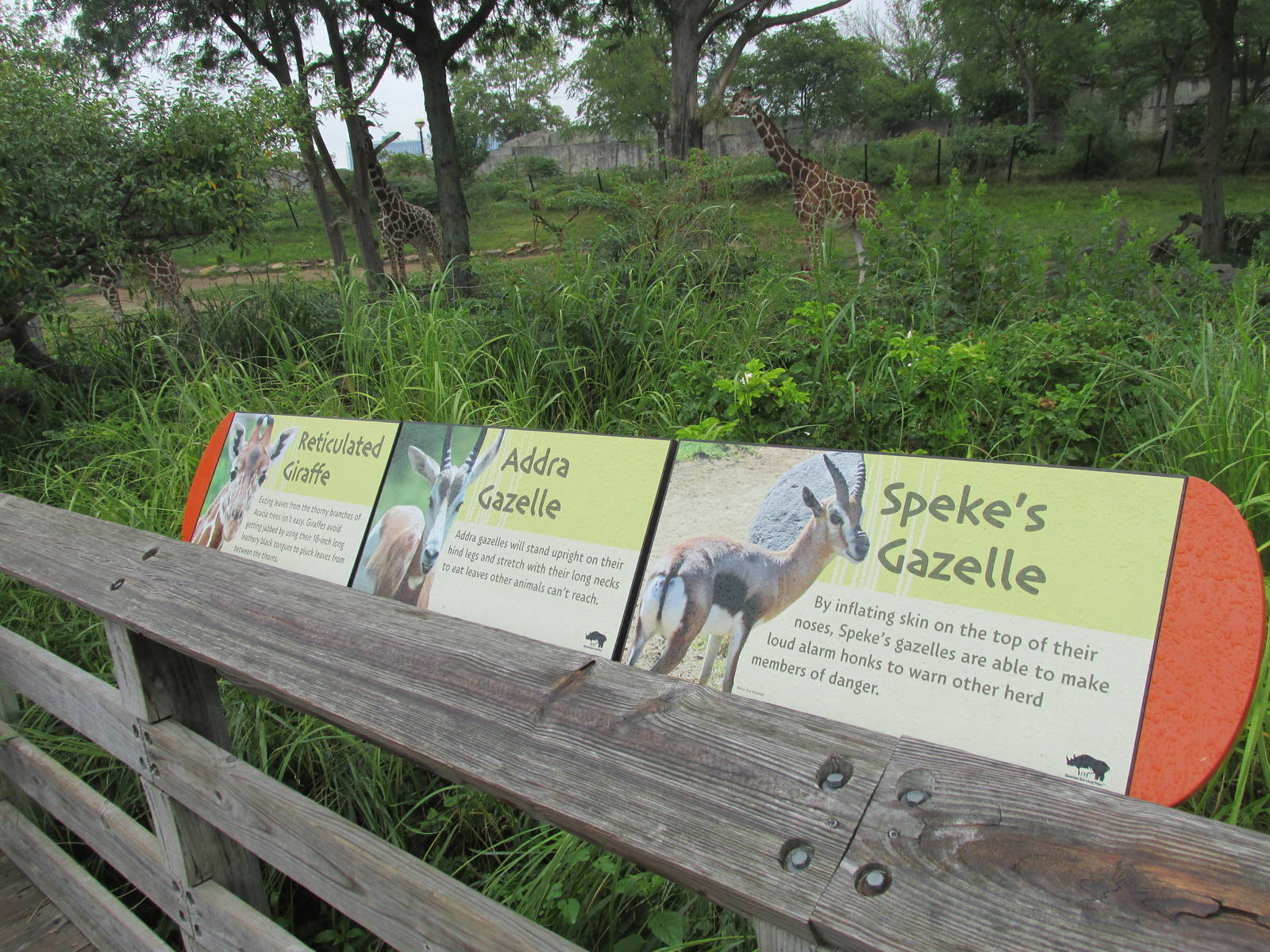 Giraffe Exhibit Species List