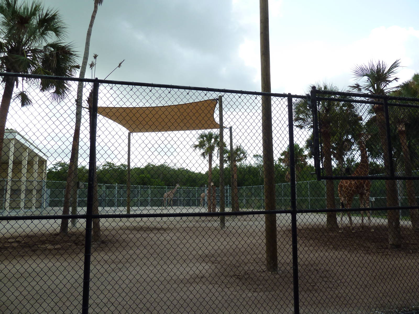 Giraffe Exhibit (temporary for the next couple of years)