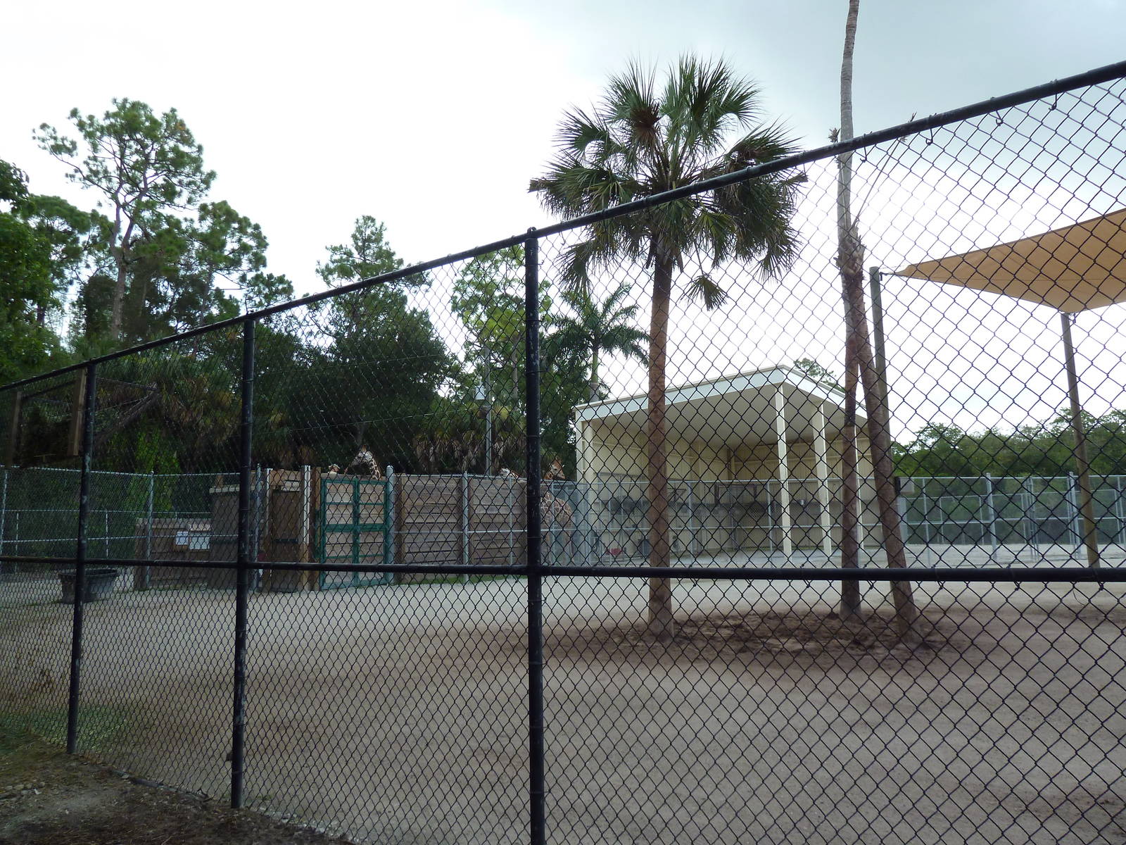 Giraffe Exhibit (temporary for the next couple of years)