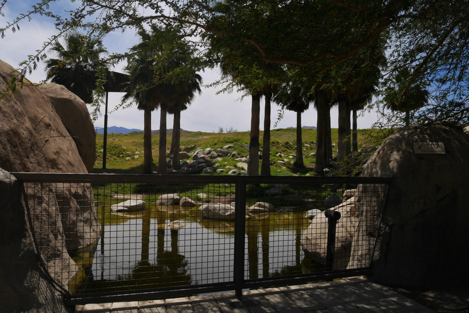 Giraffe Exhibit Viewpoint - My First US Zoo Trip