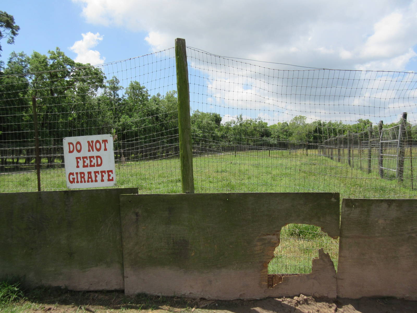 Giraffe Exhibit (with a hole so they can escape!)