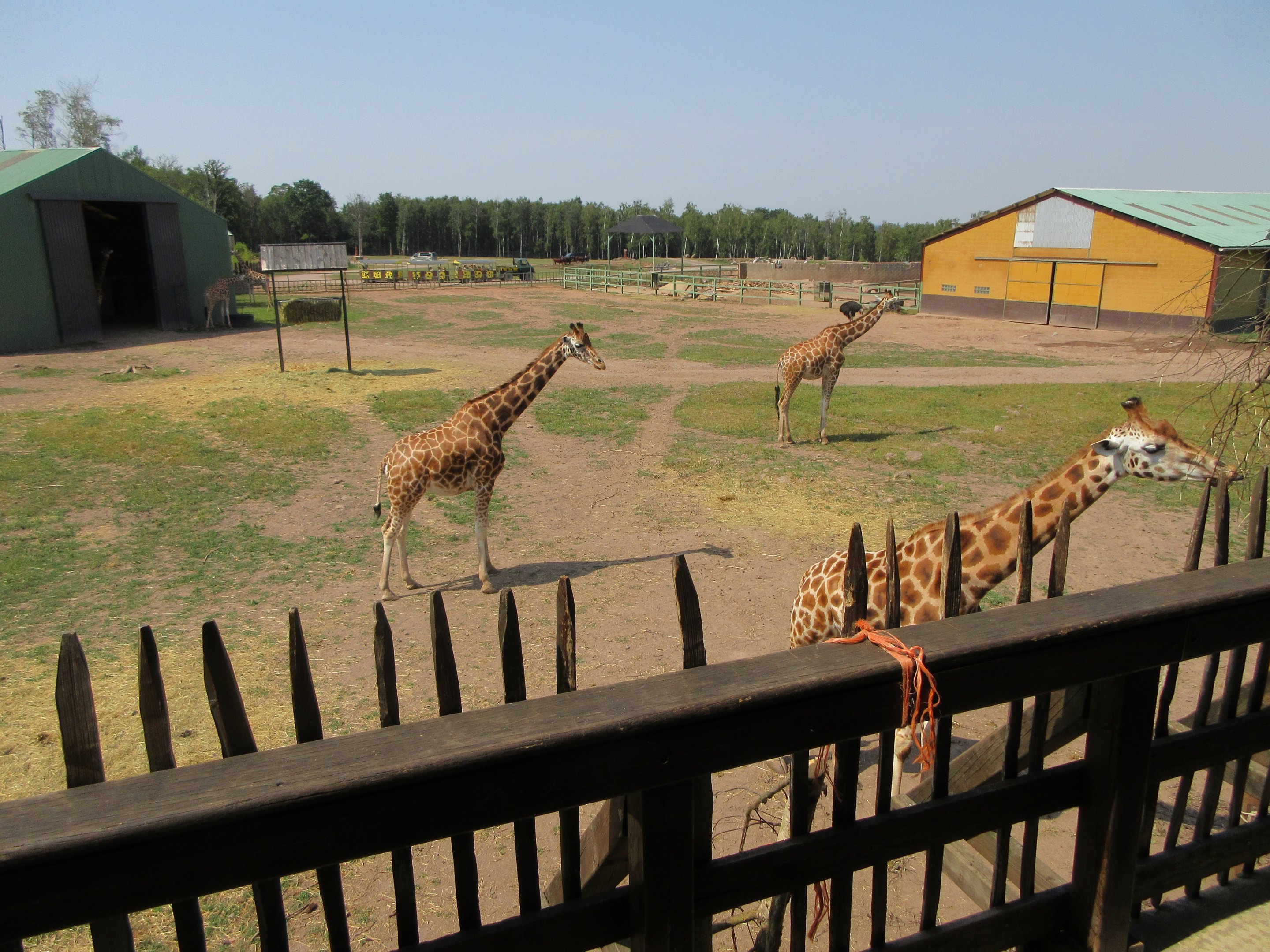 Giraffe Exhibit (with at least 7 Giraffes)