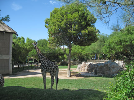 giraffe exhibit