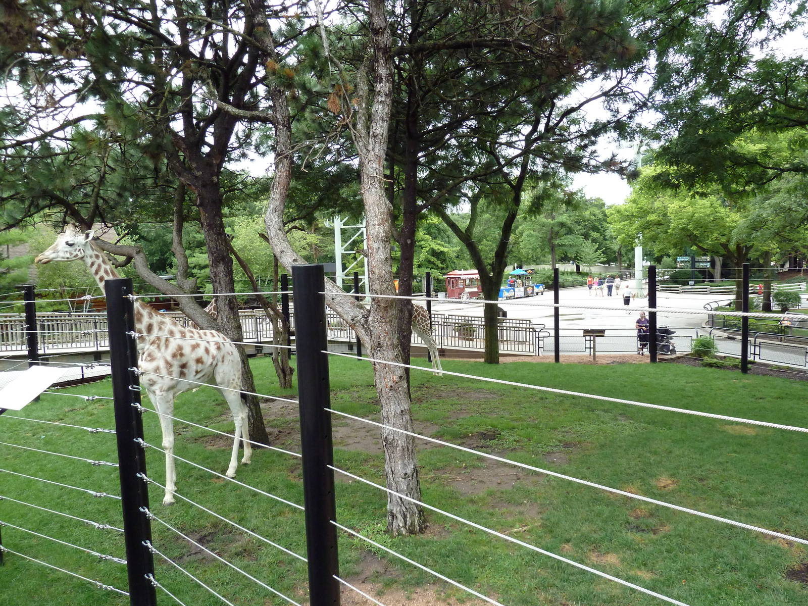 Giraffe Exhibit