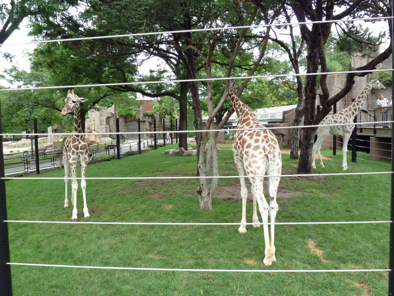 Giraffe Exhibit