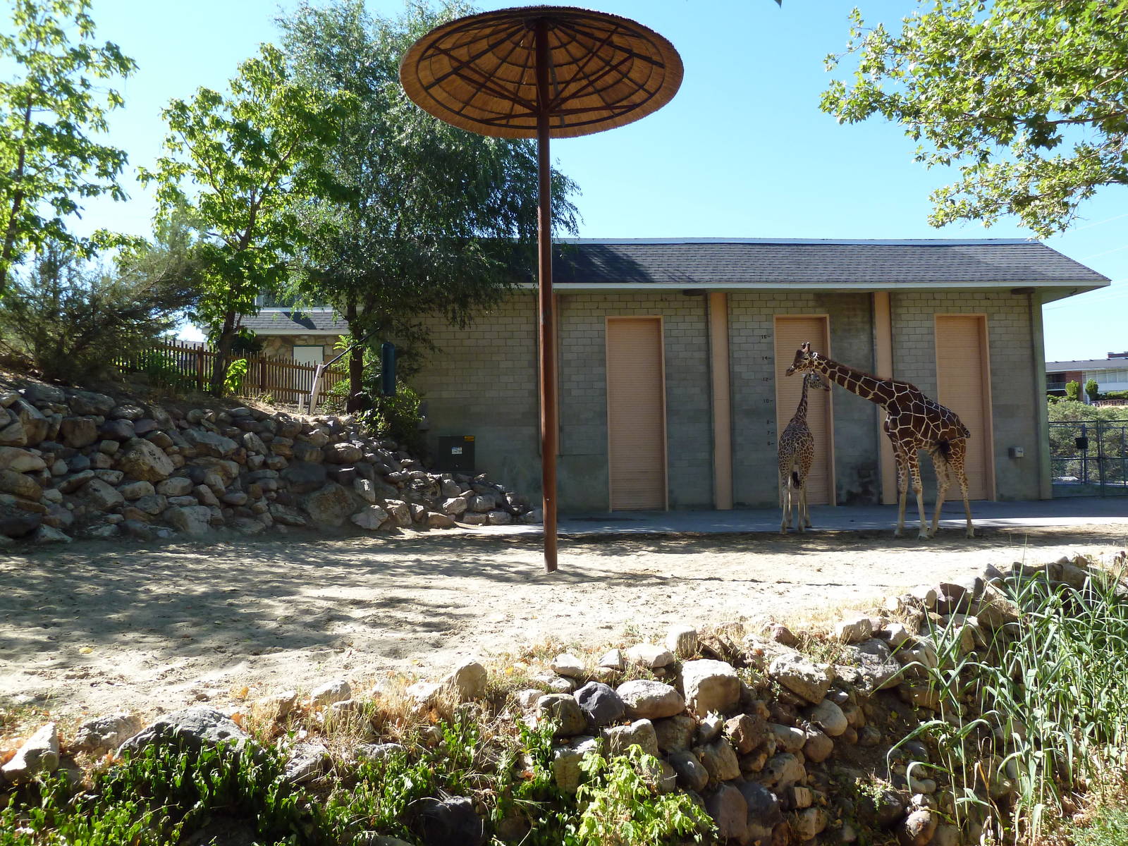 Giraffe Exhibit