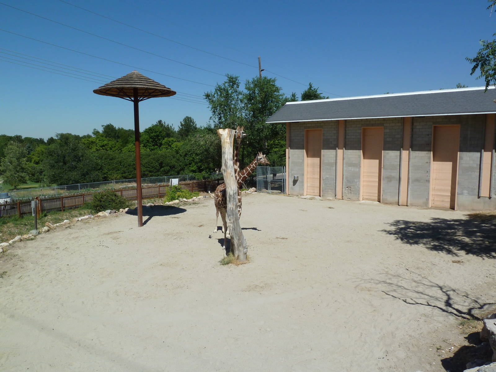 Giraffe Exhibit