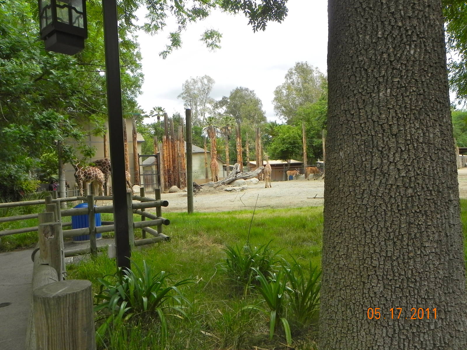 Giraffe Exhibit