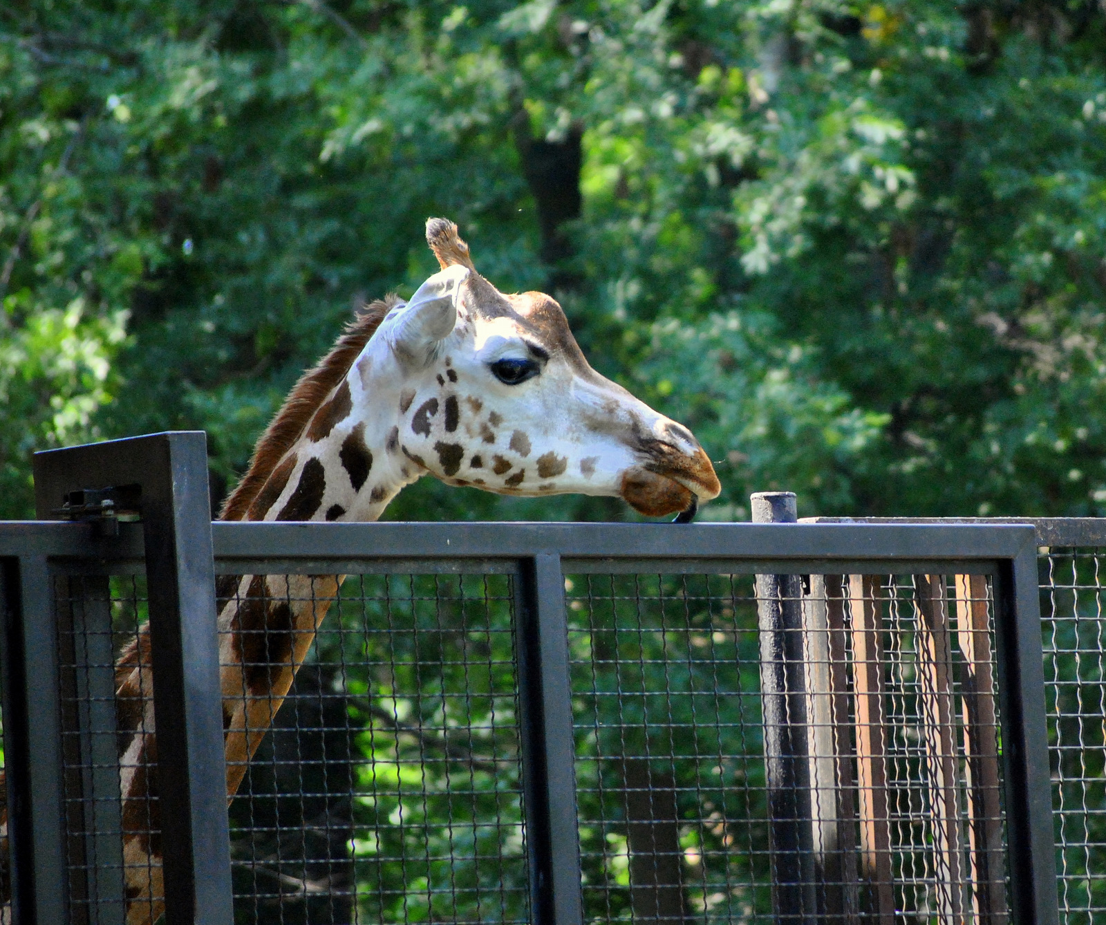 Giraffe exhibit