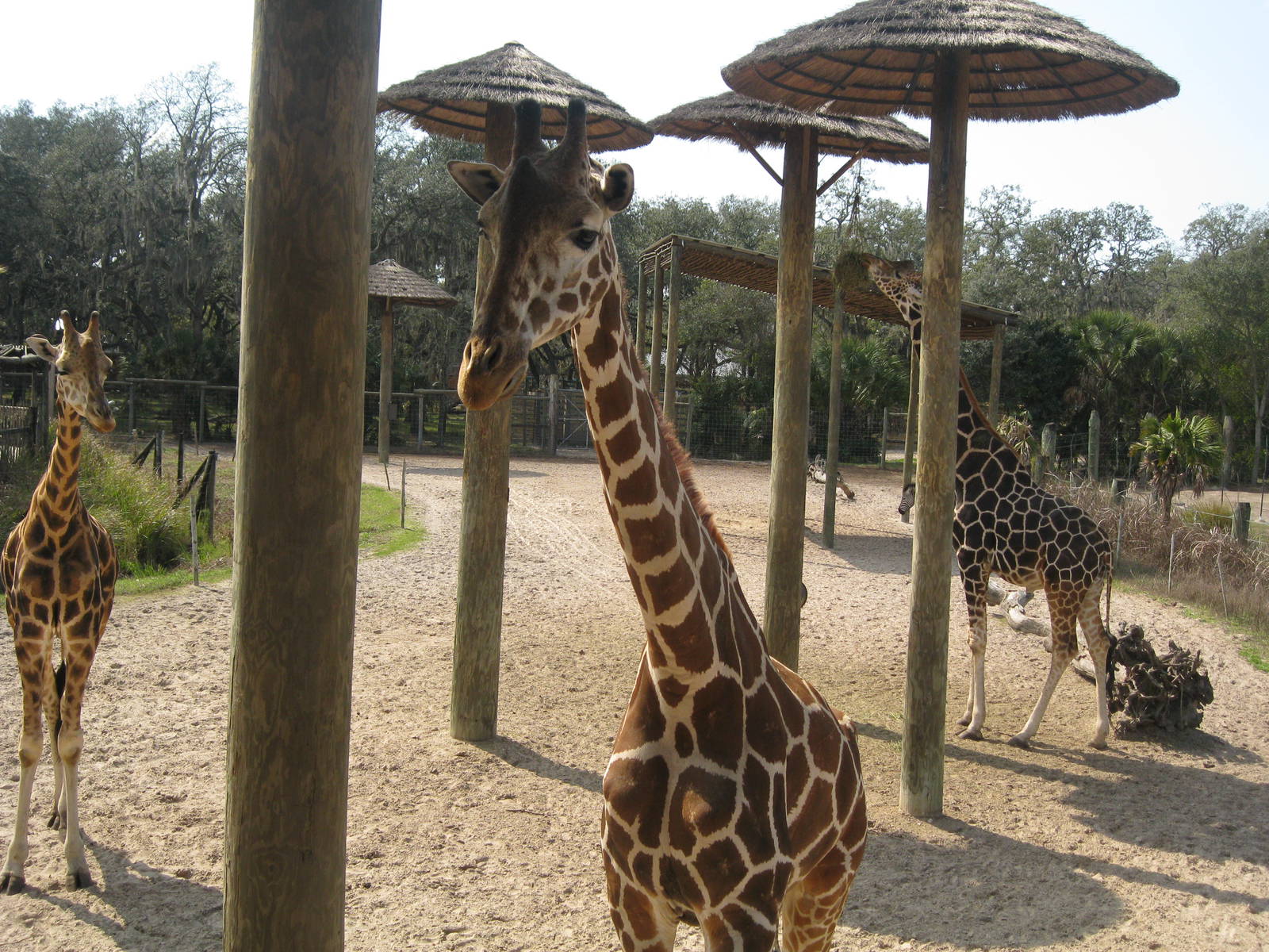 Giraffe Exhibit