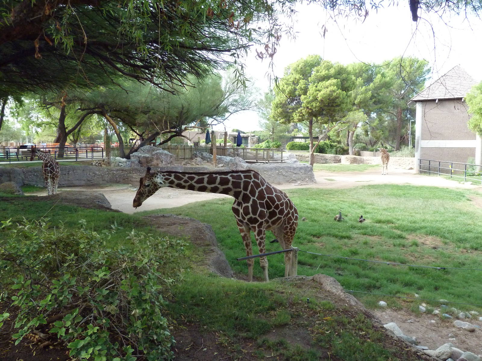 Giraffe Exhibit