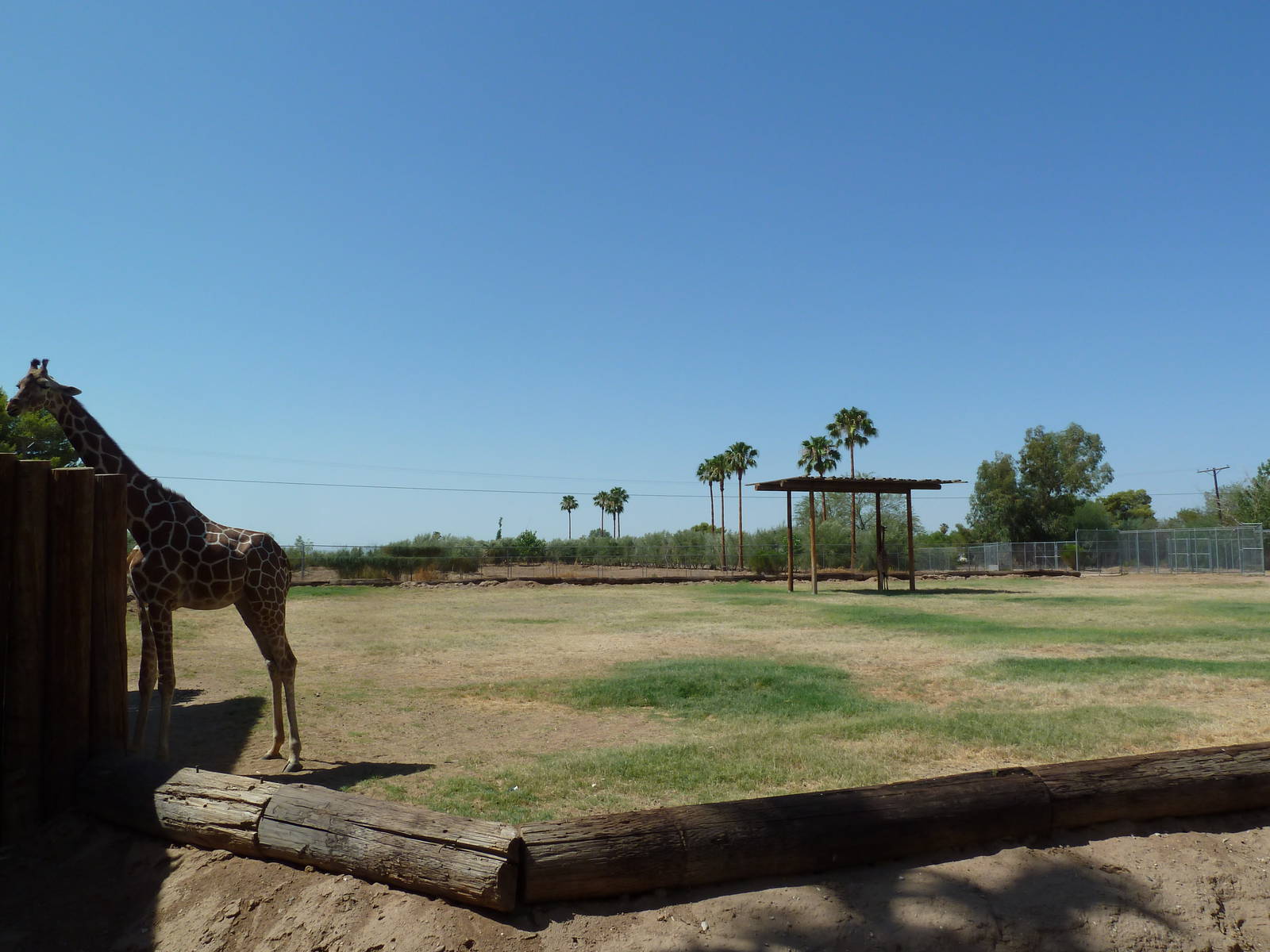 Giraffe Exhibit