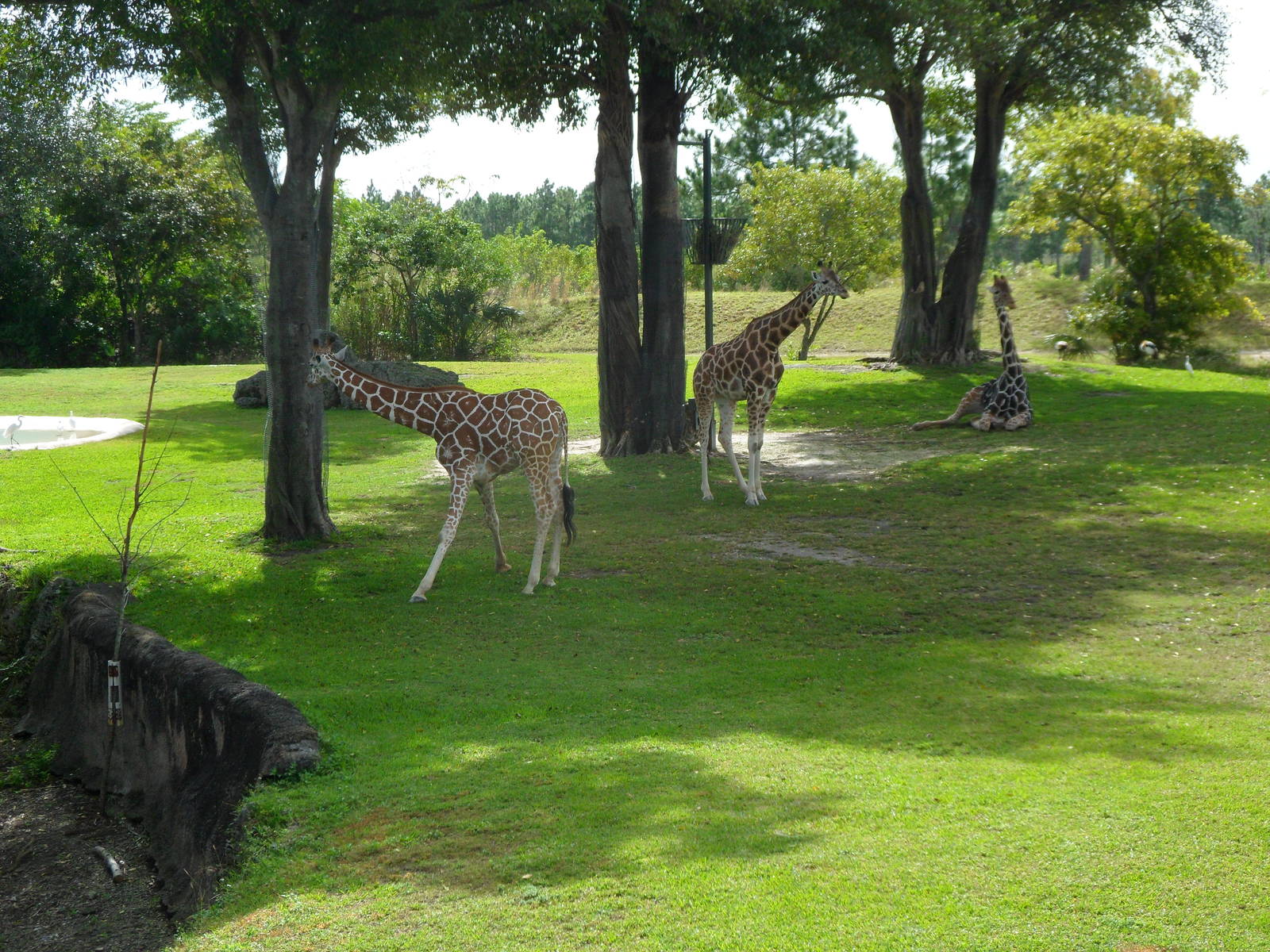 Giraffe Exhibit