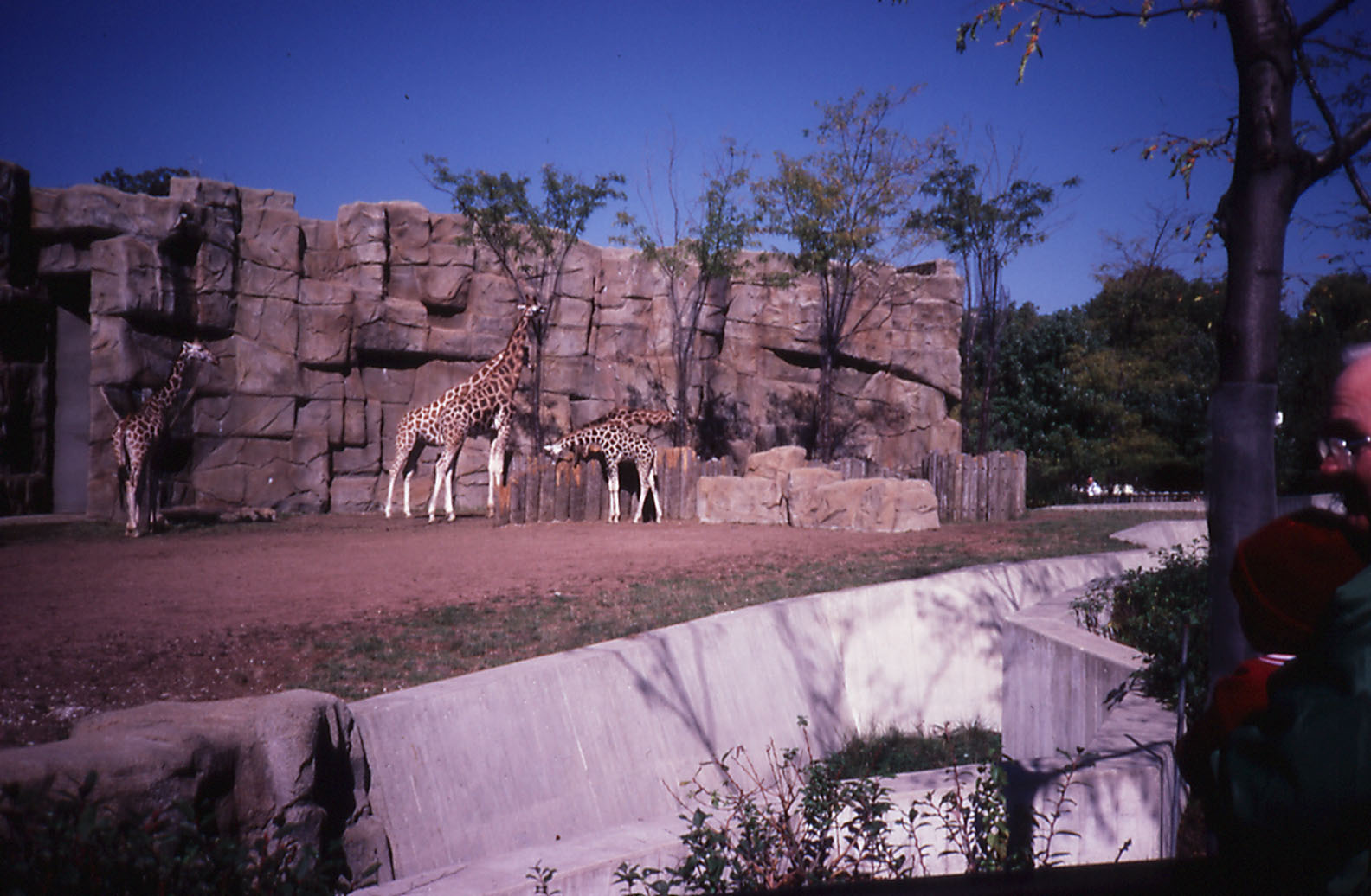 Giraffe exhibit