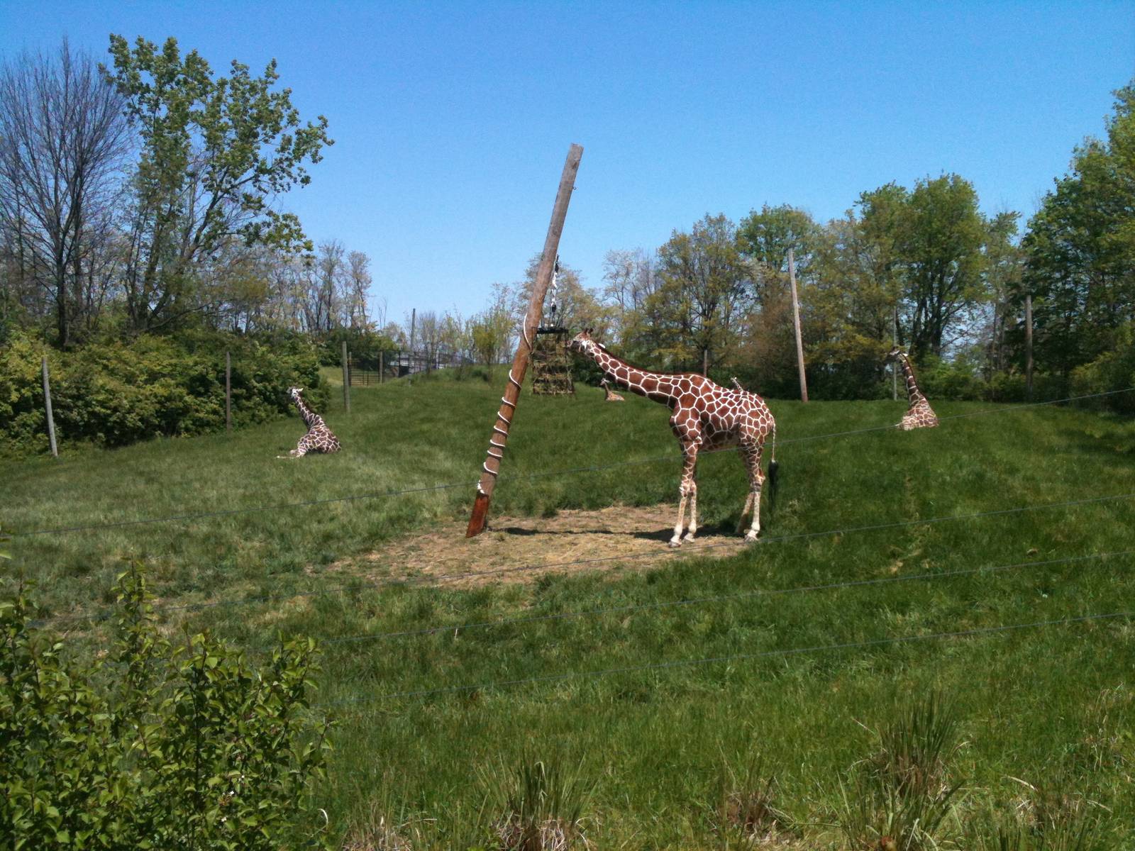 Giraffe Exhibit