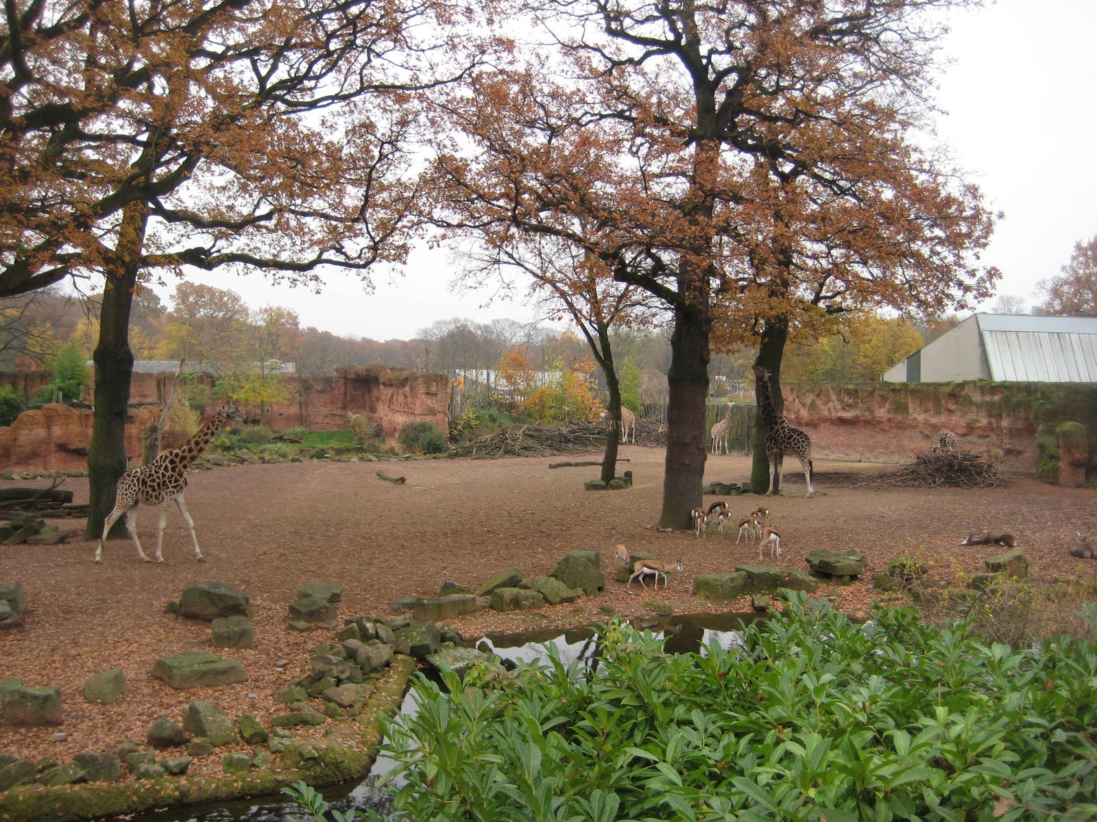 Giraffe exhibit