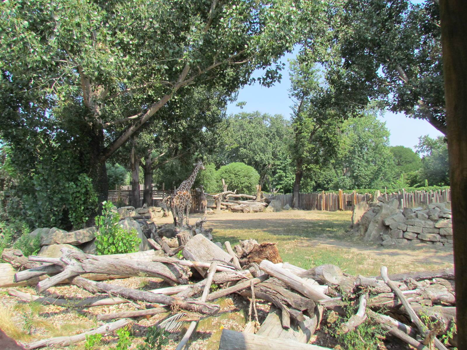 Giraffe Exhibit