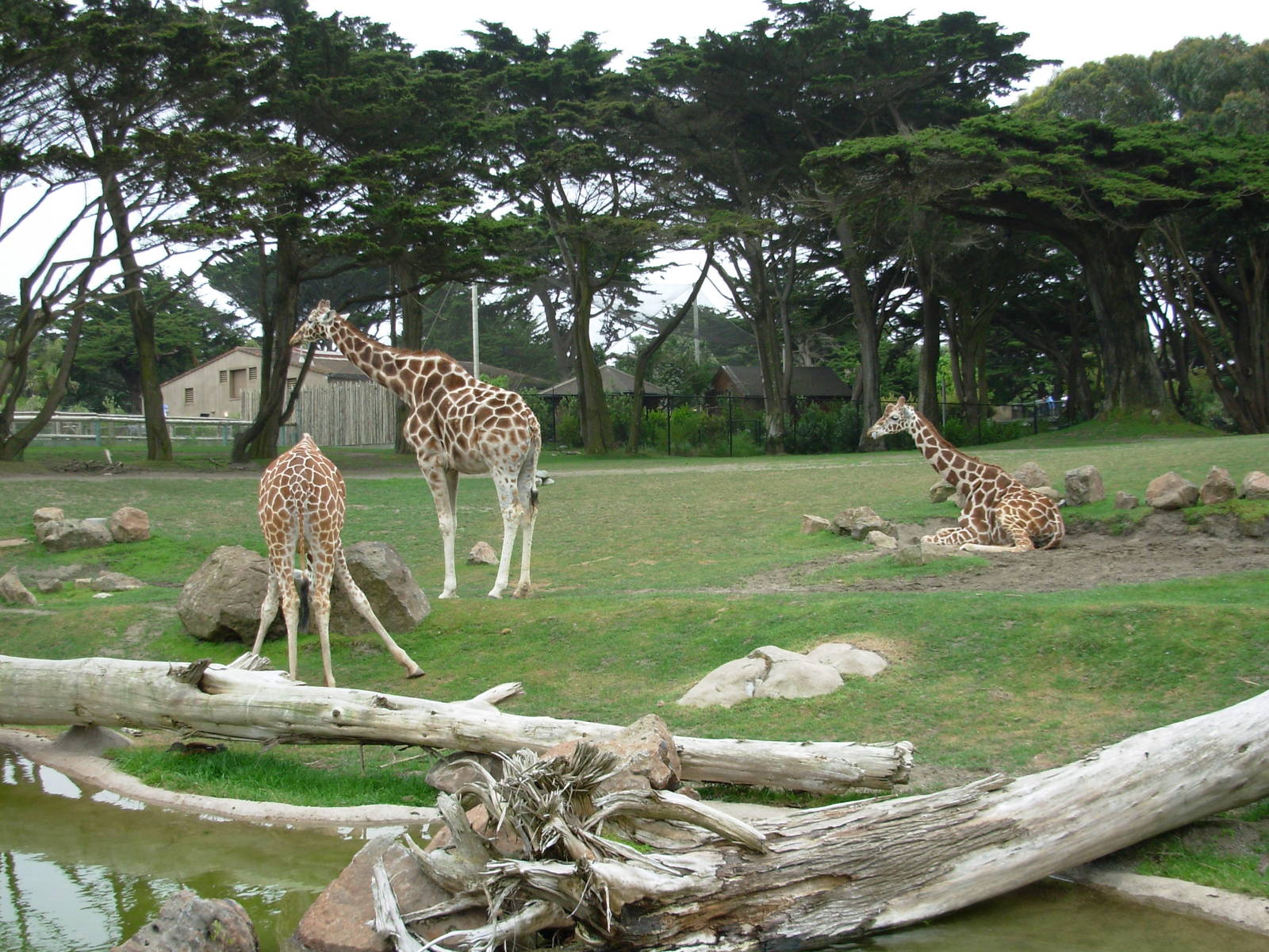 Giraffe Exhibit