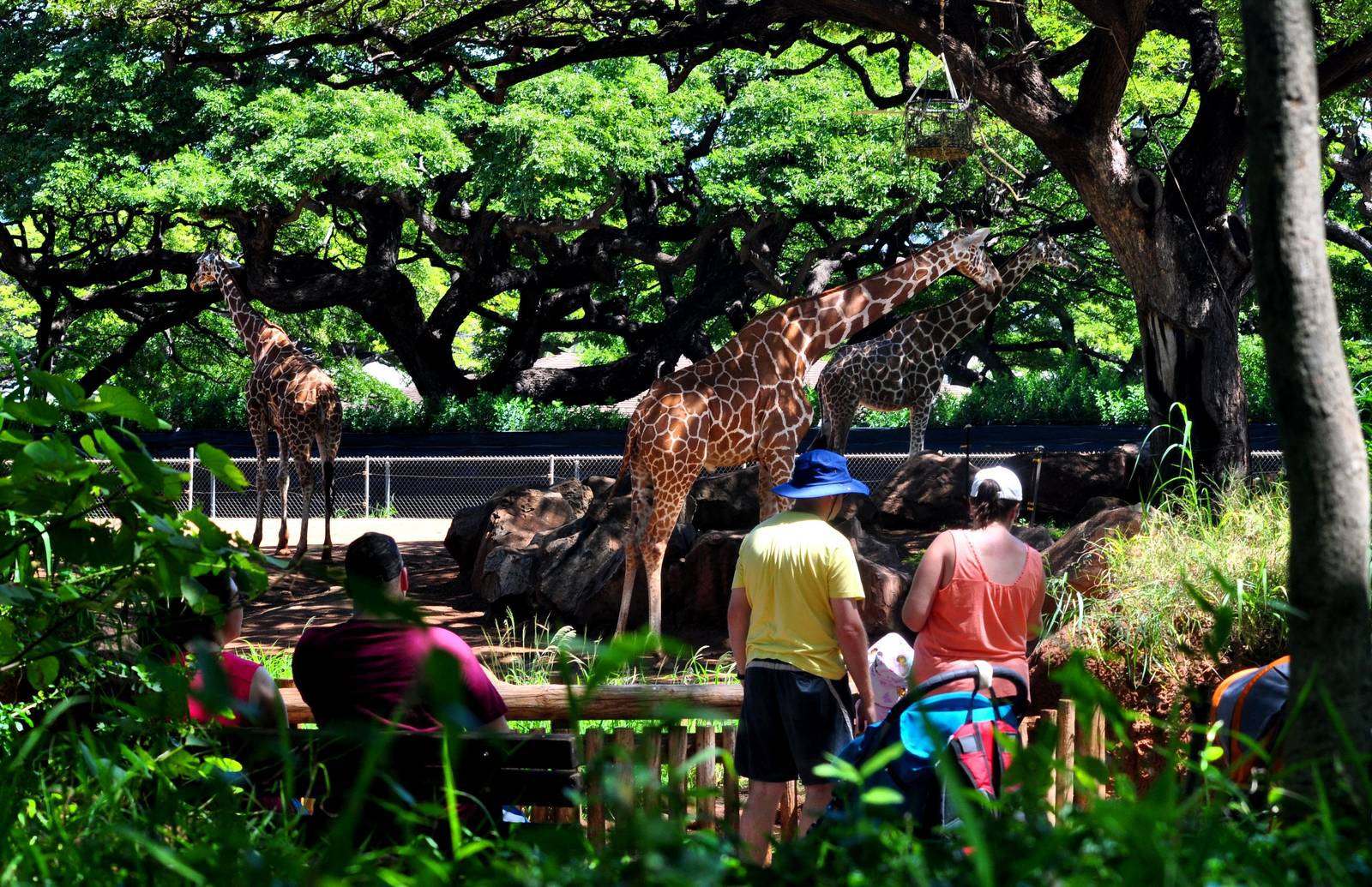 Giraffe Exhibit