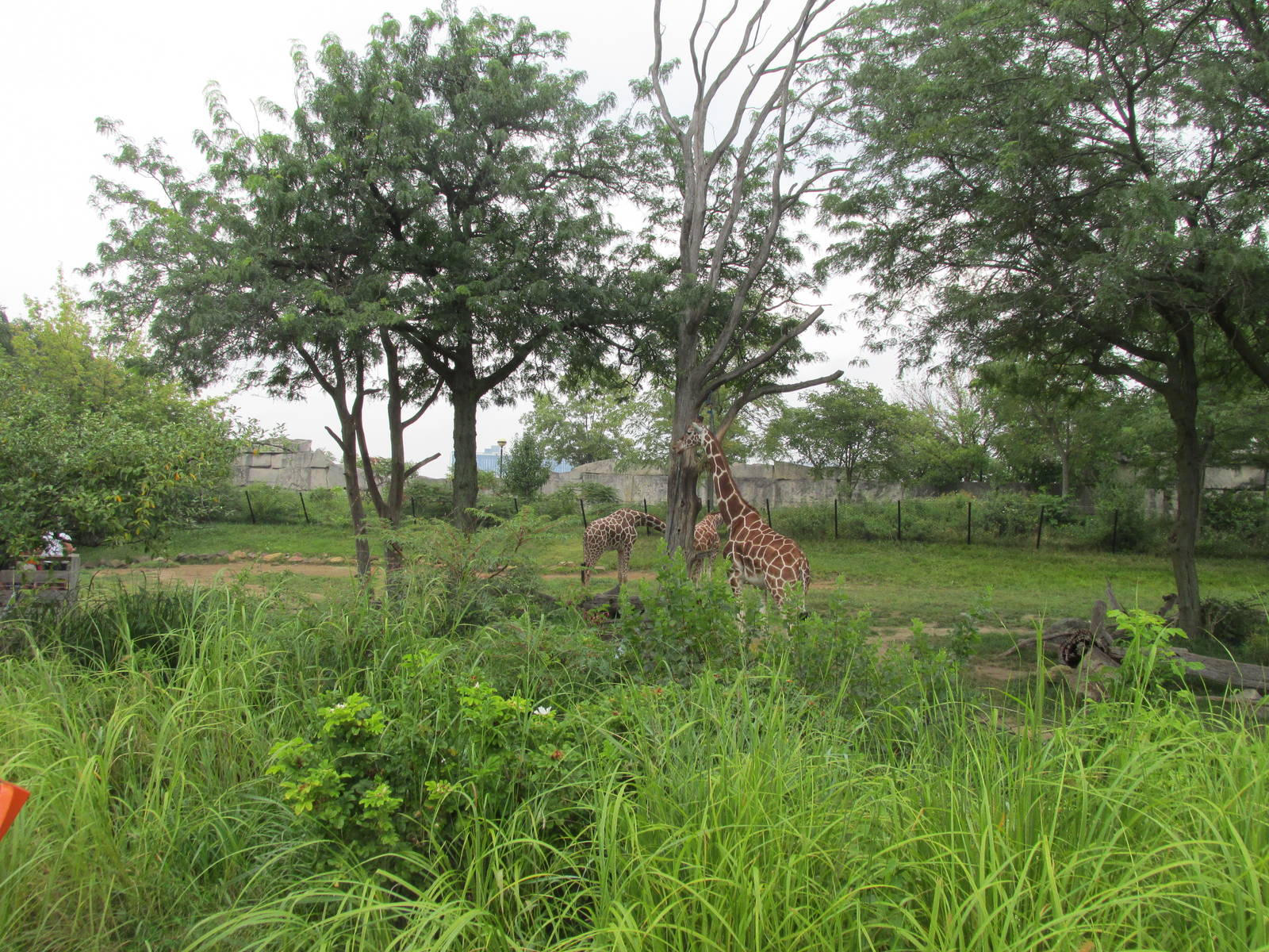 Giraffe Exhibit