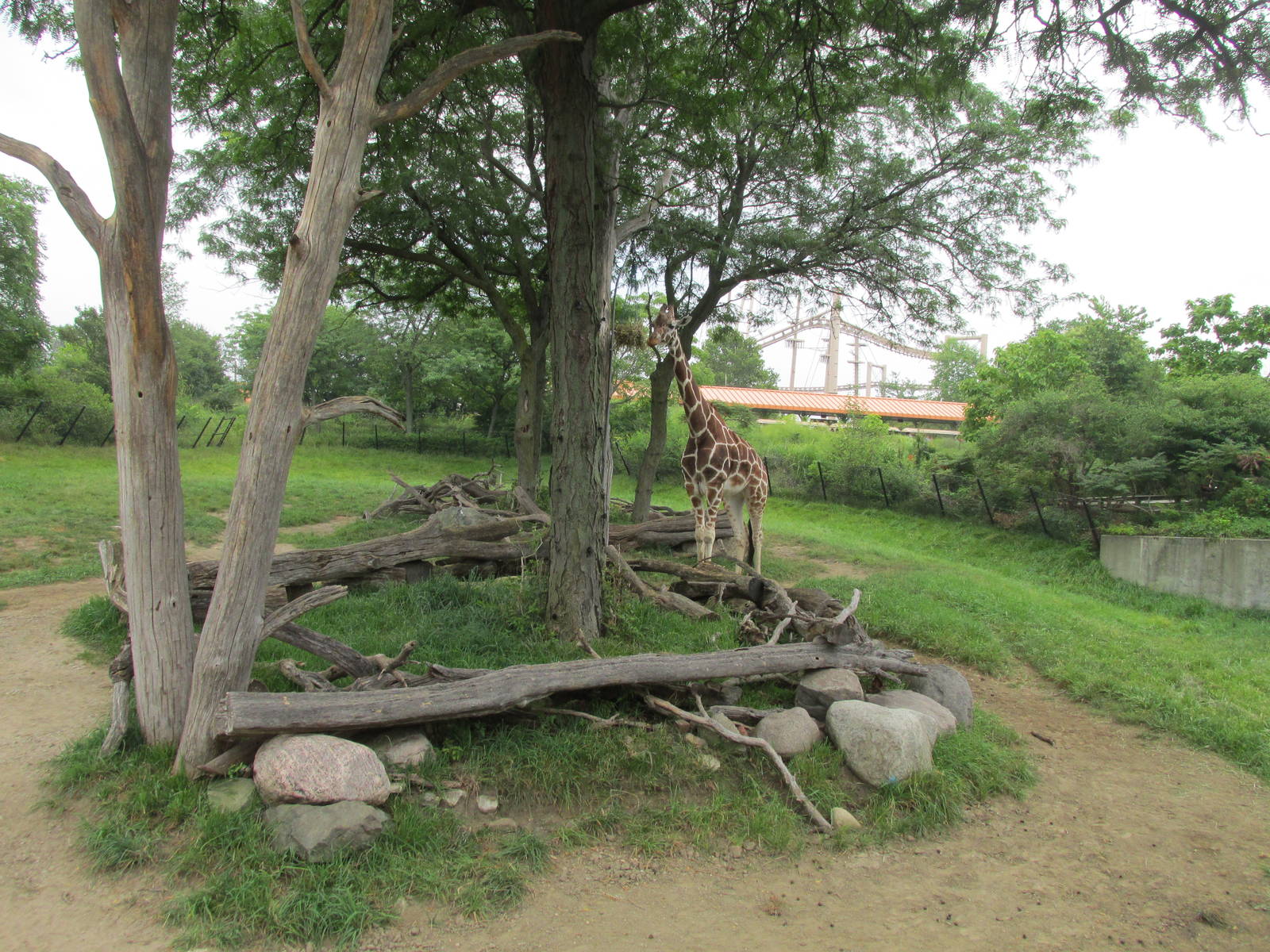 Giraffe Exhibit