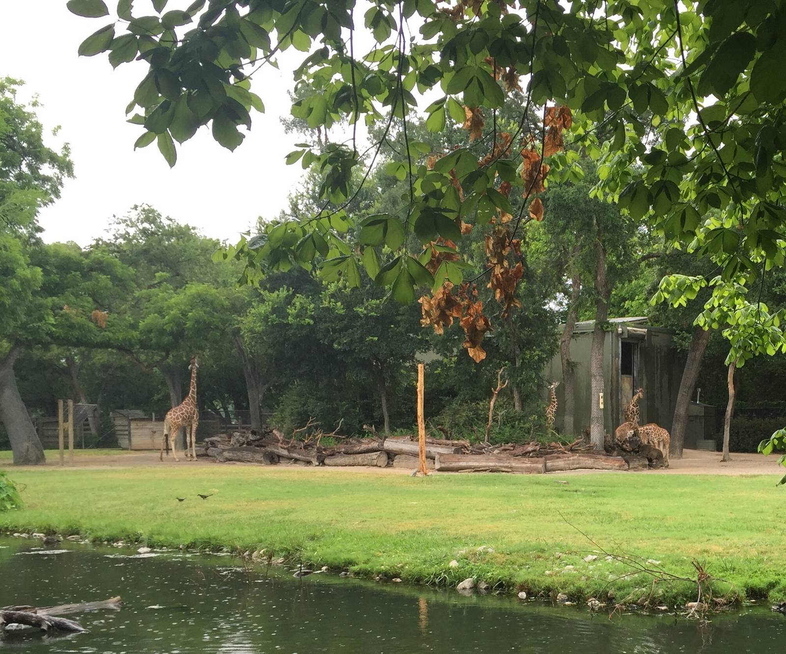 Giraffe Exhibit