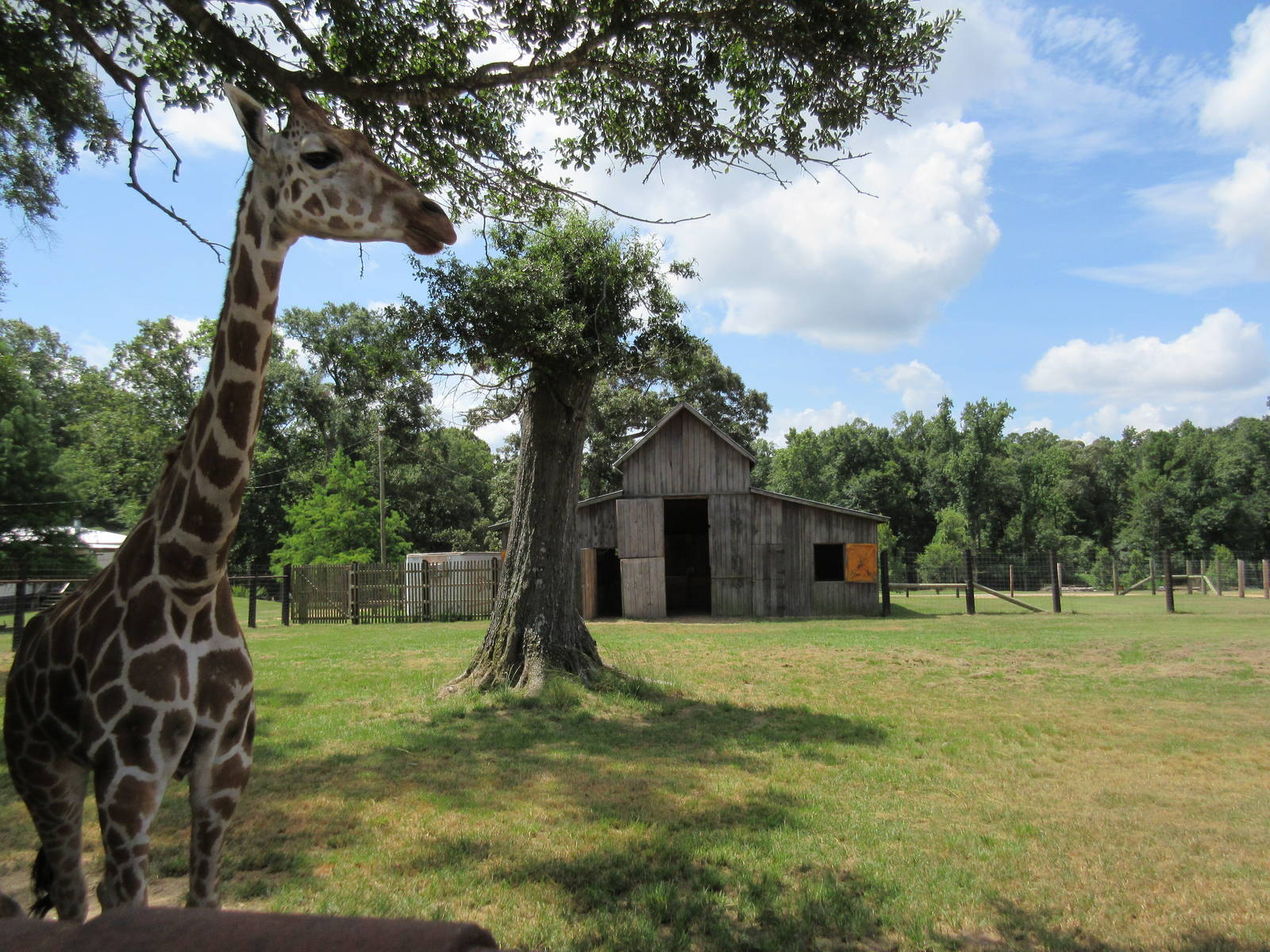 Giraffe Exhibit
