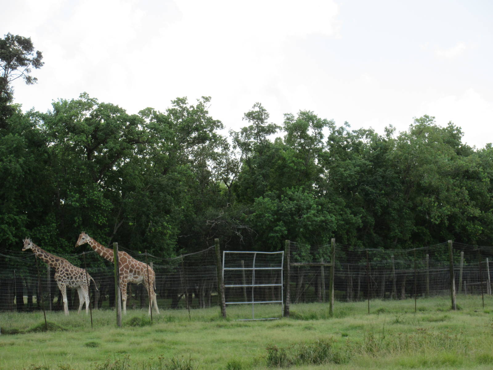 Giraffe Exhibit