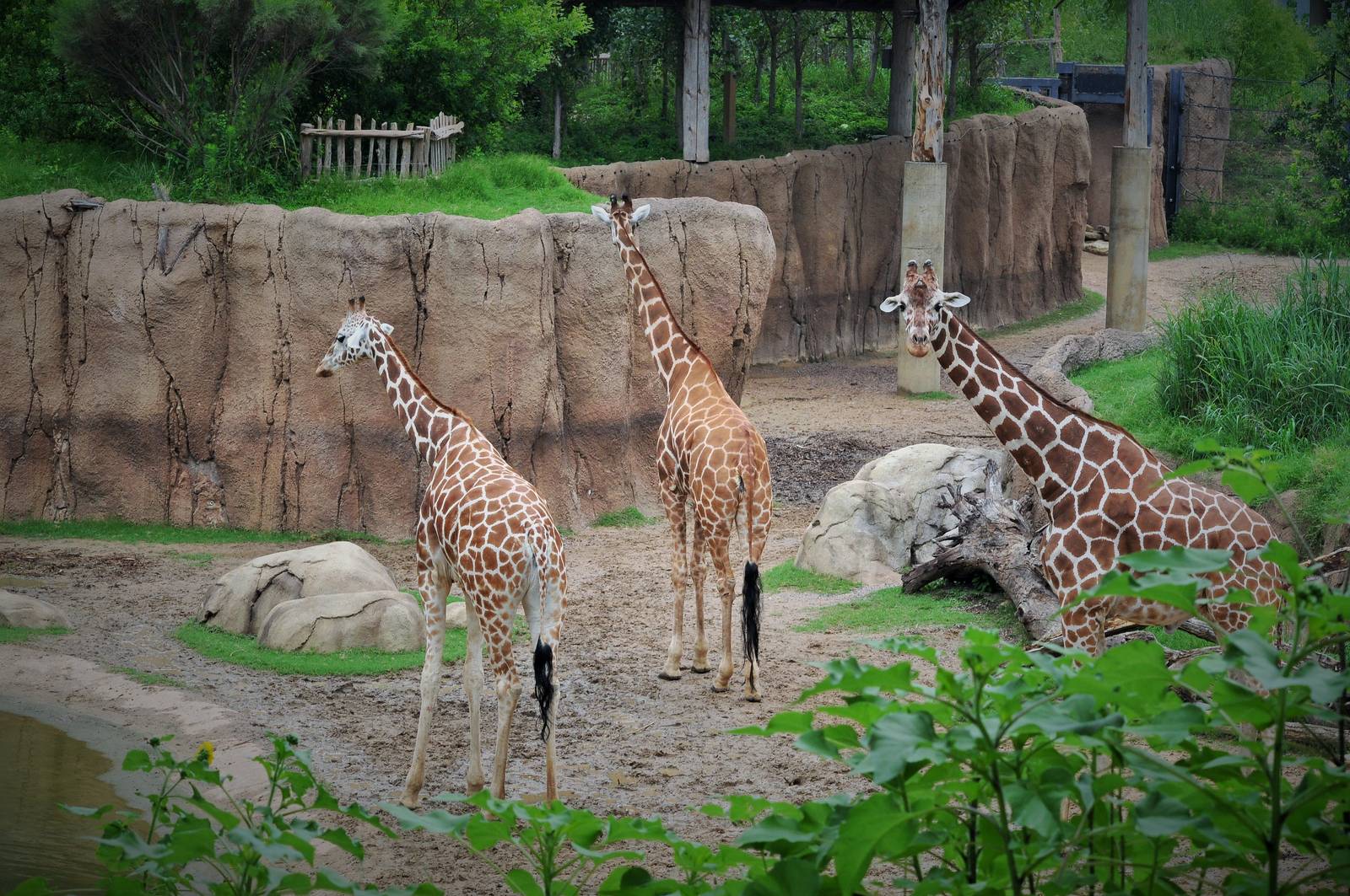 Giraffe Exhibit